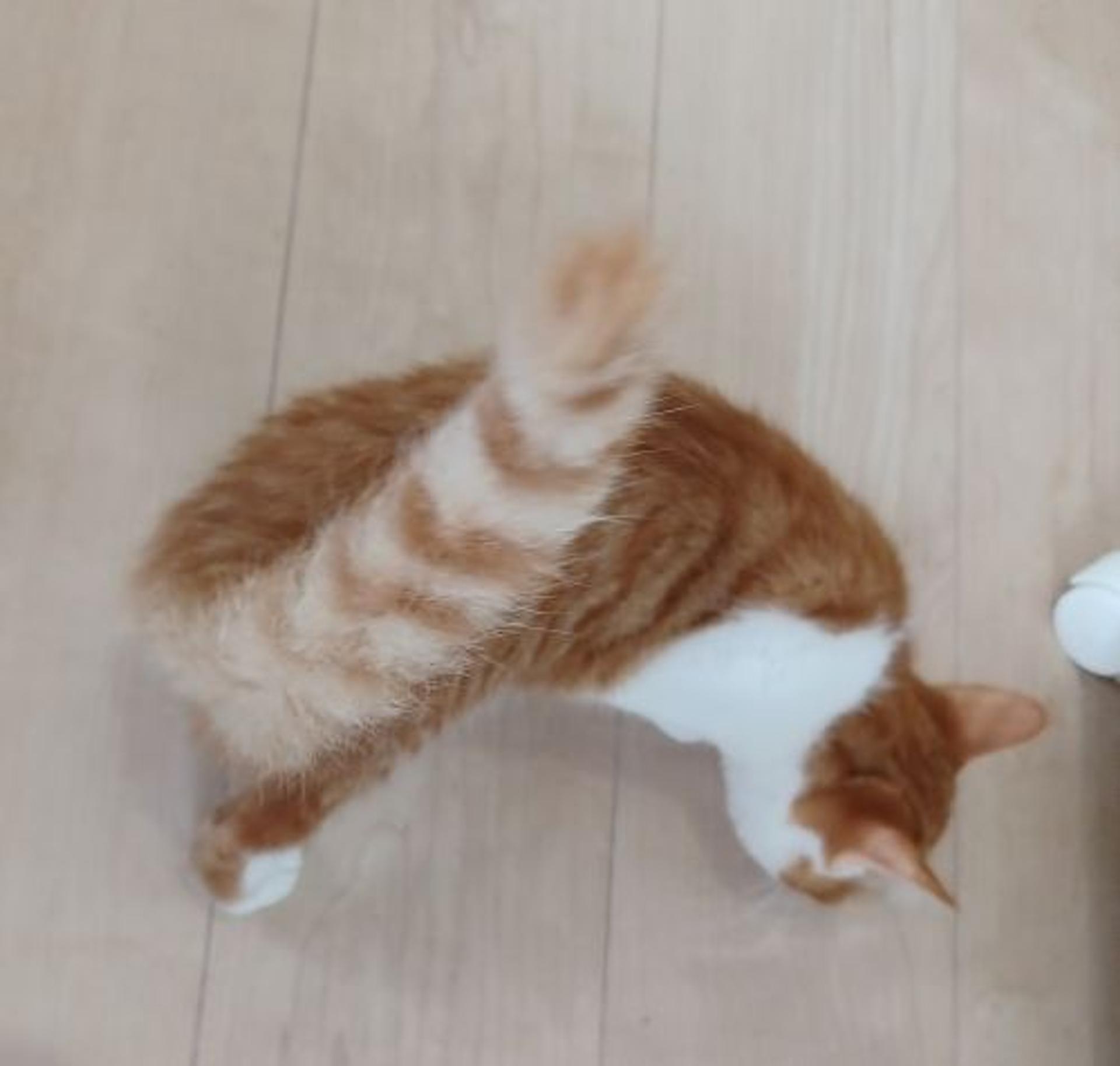 pet-image-5