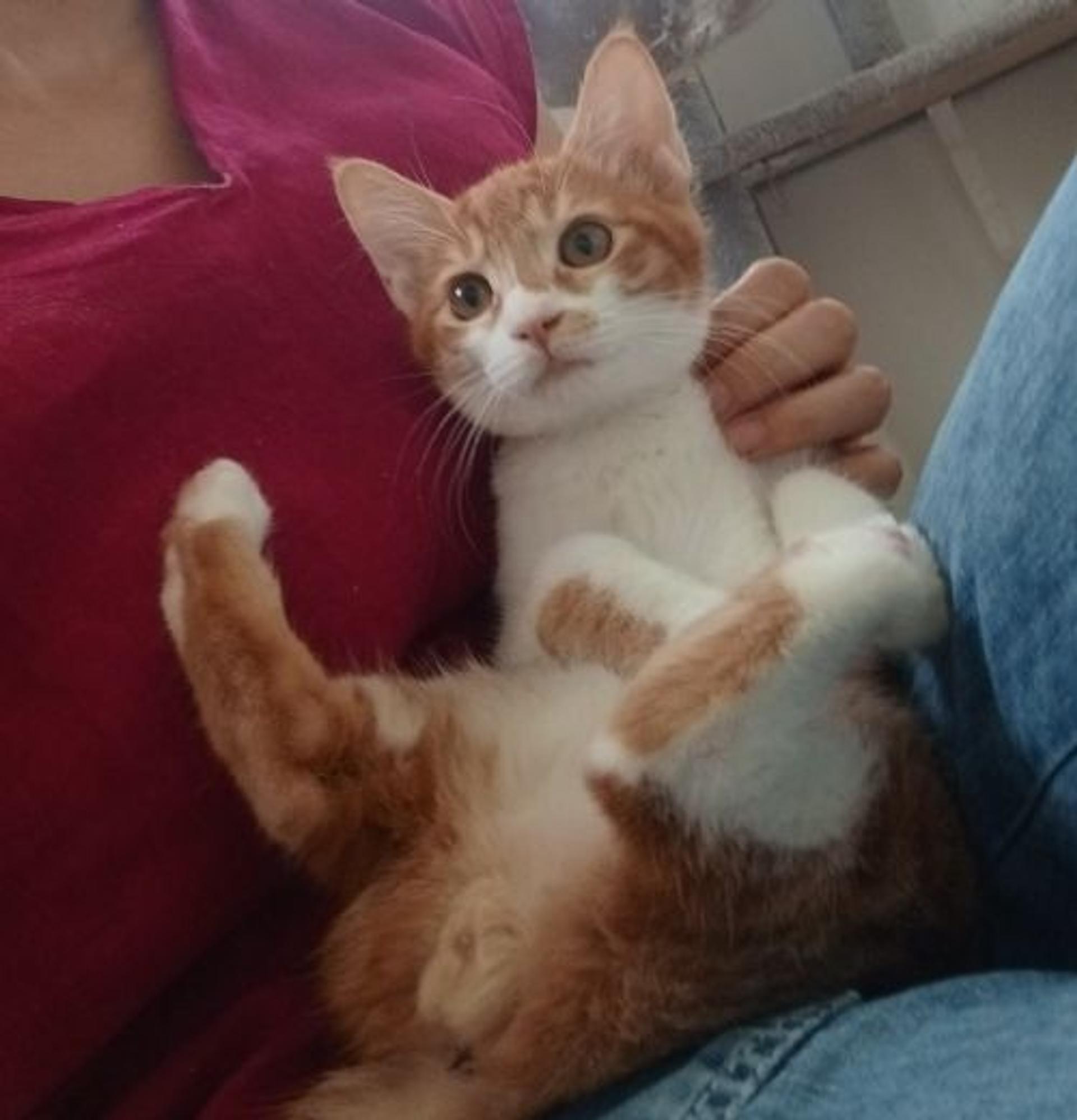 pet-image-6