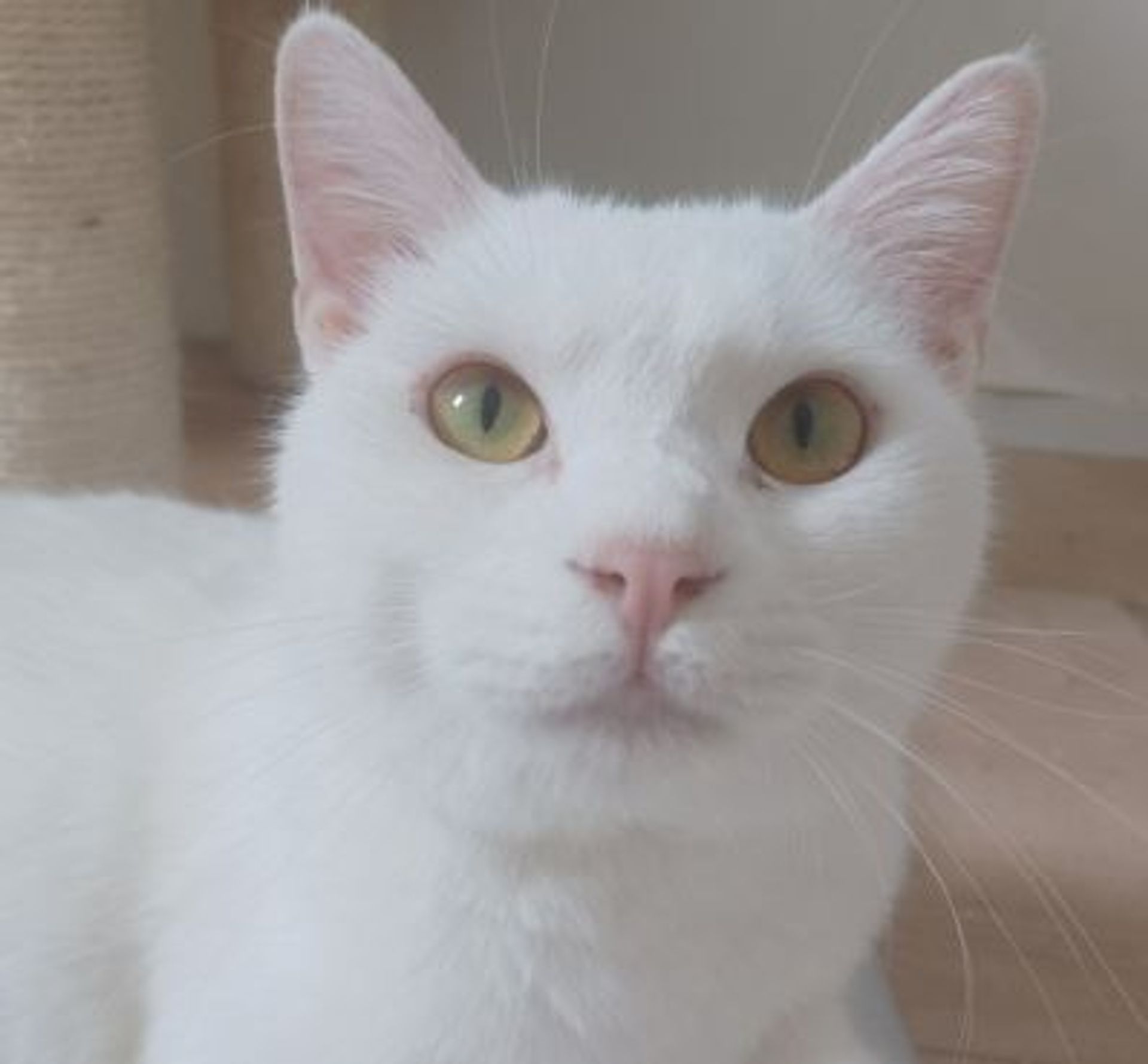 雑種（ミックス猫）・オスの里親募集の写真