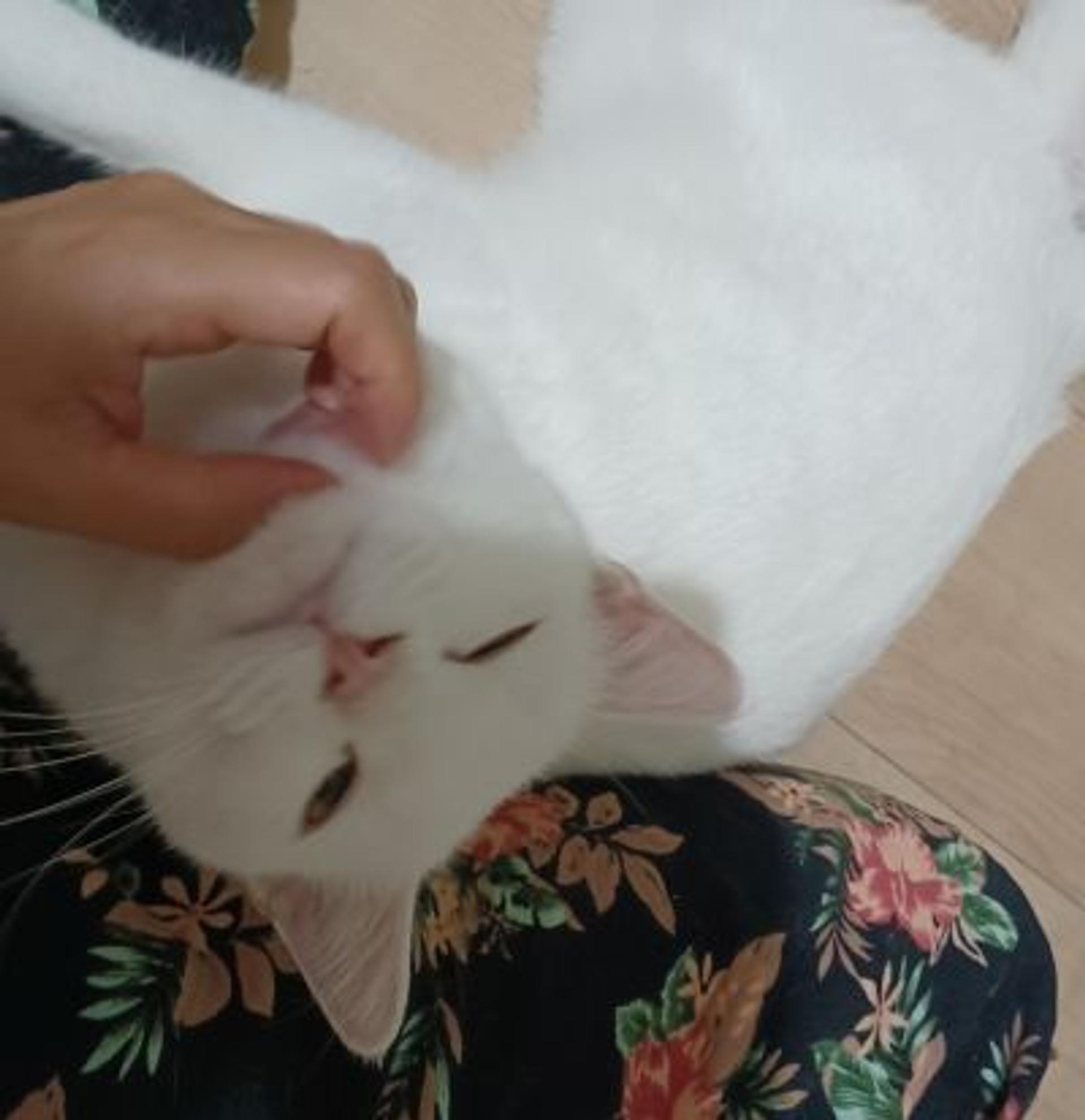 pet-image-4