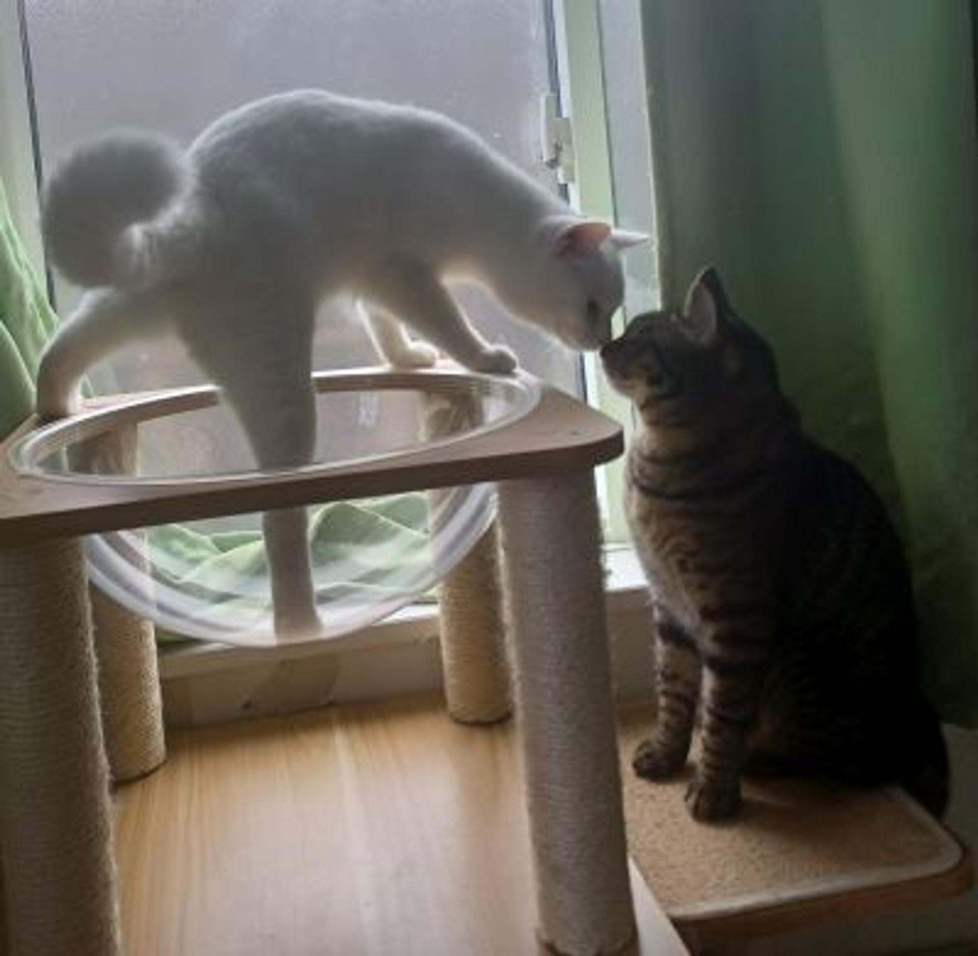 pet-image-6