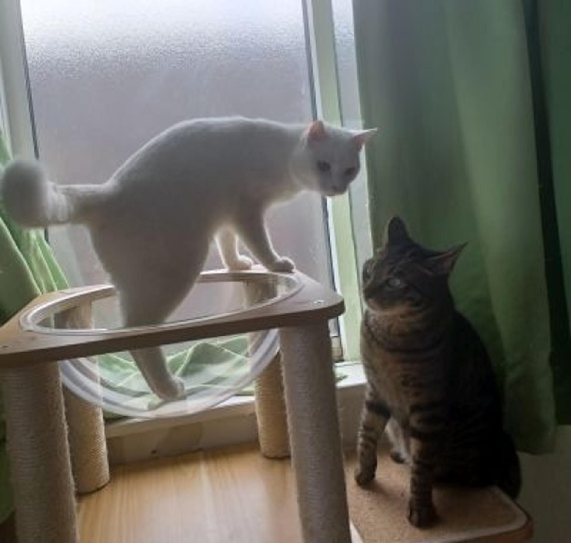 pet-image-7