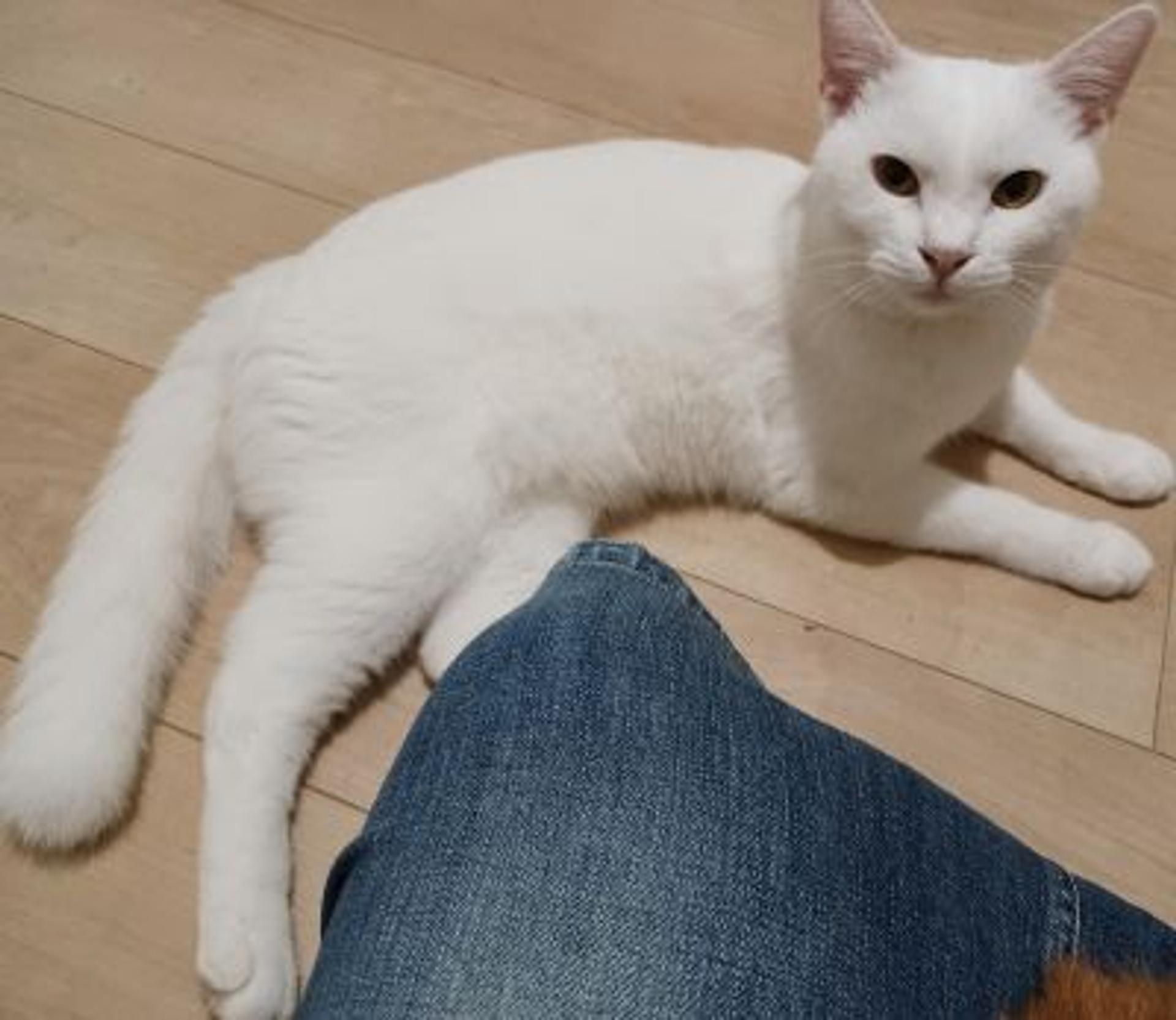 pet-image-8