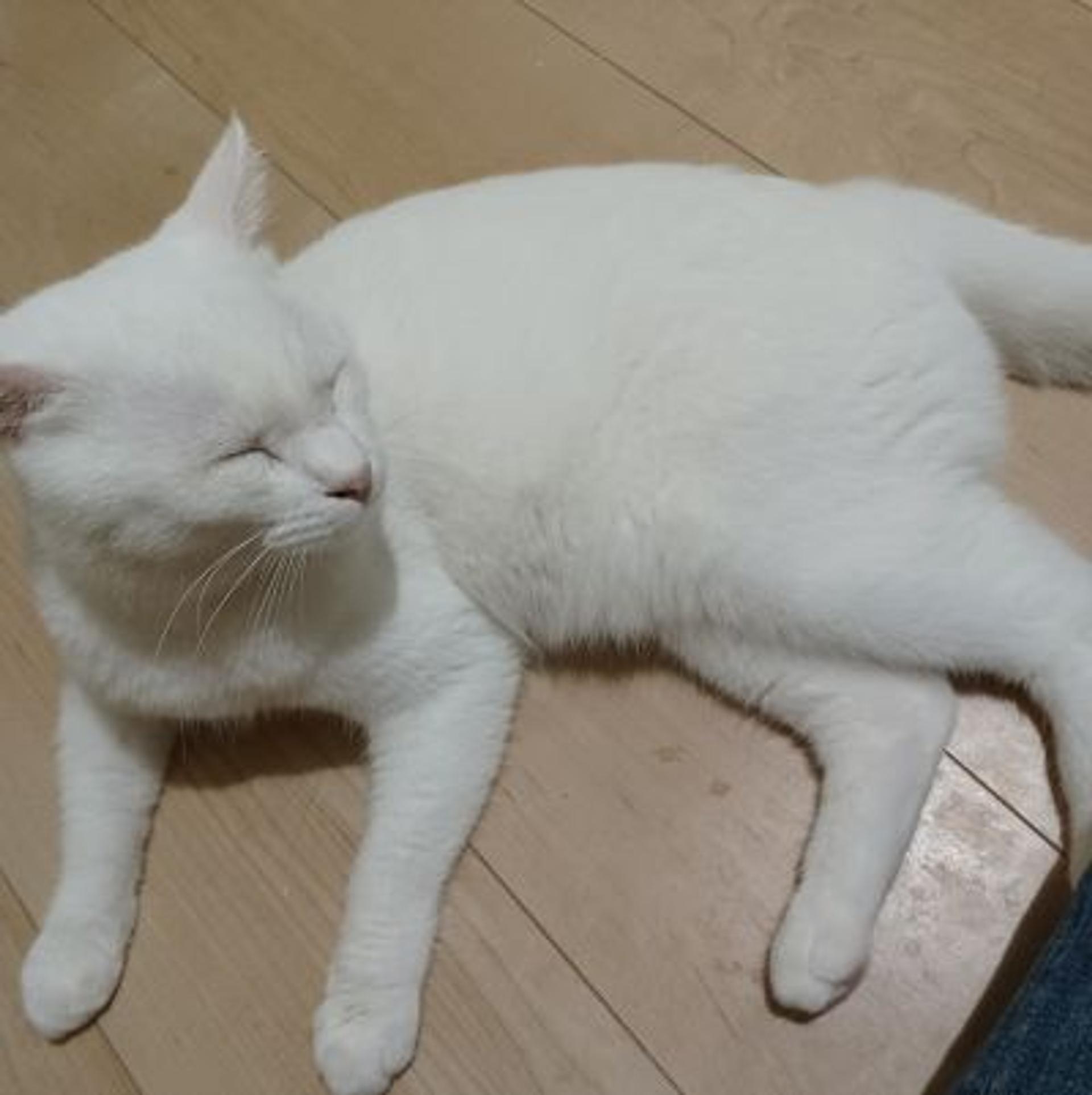 pet-image-9