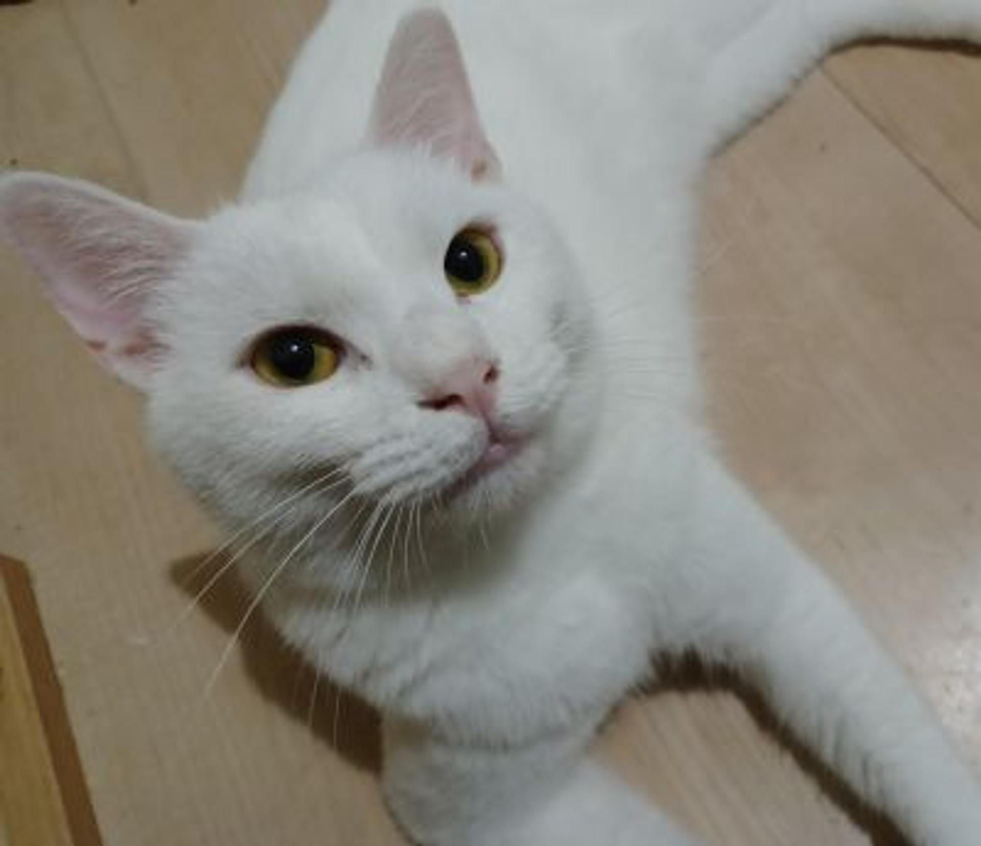 pet-image-10