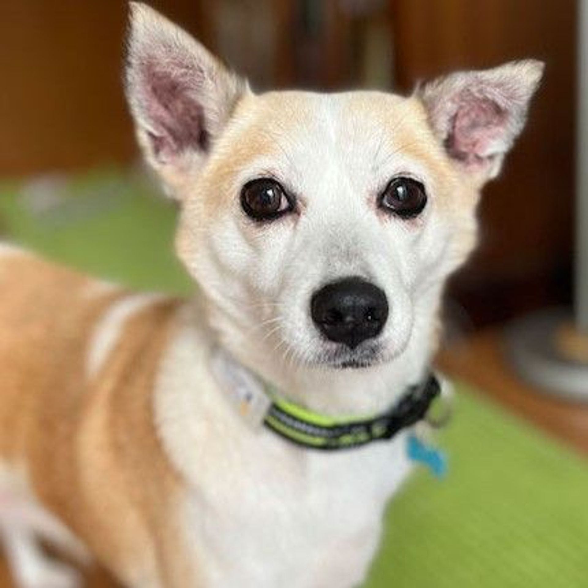 雑種（ミックス犬）・メスの里親募集の写真