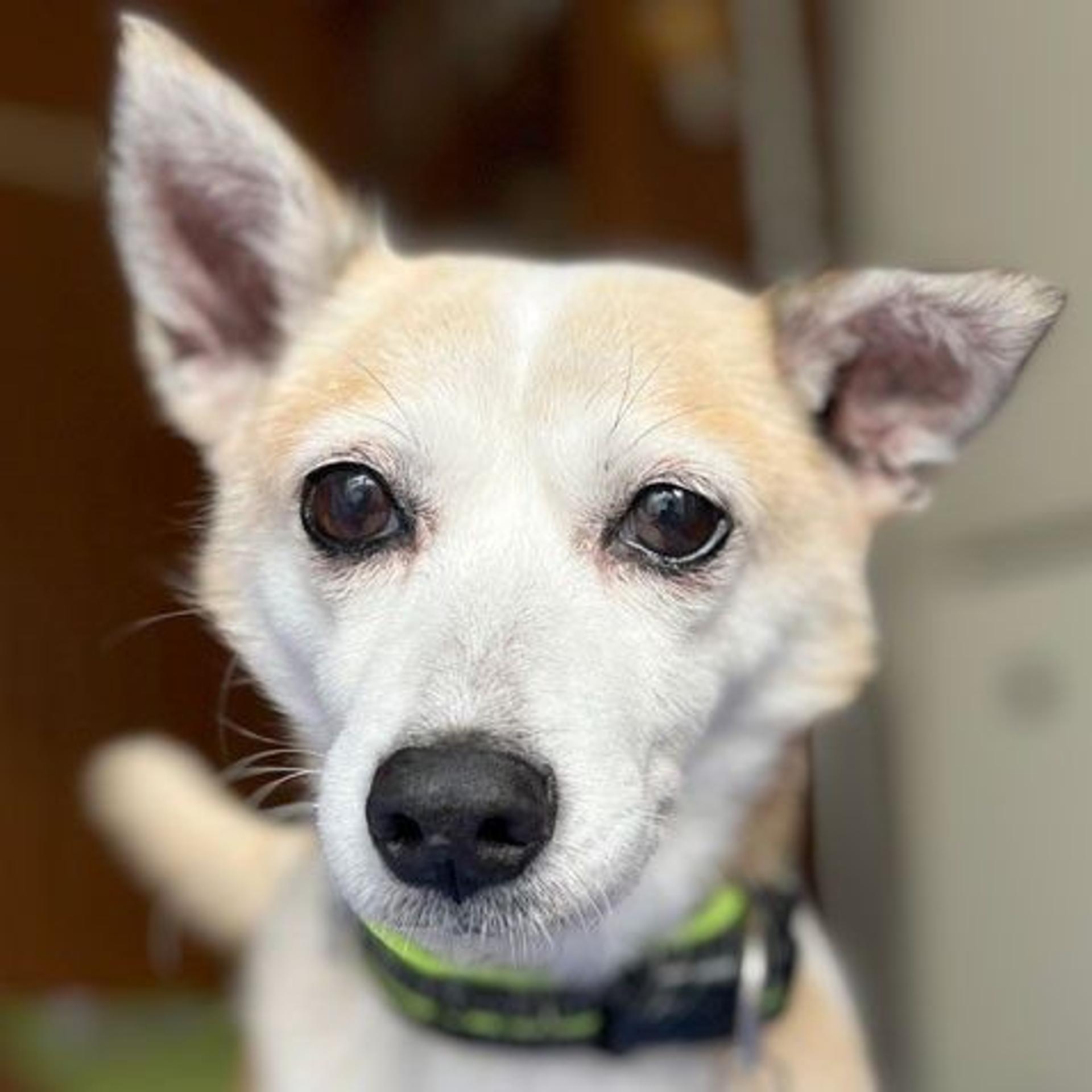 pet-image-2