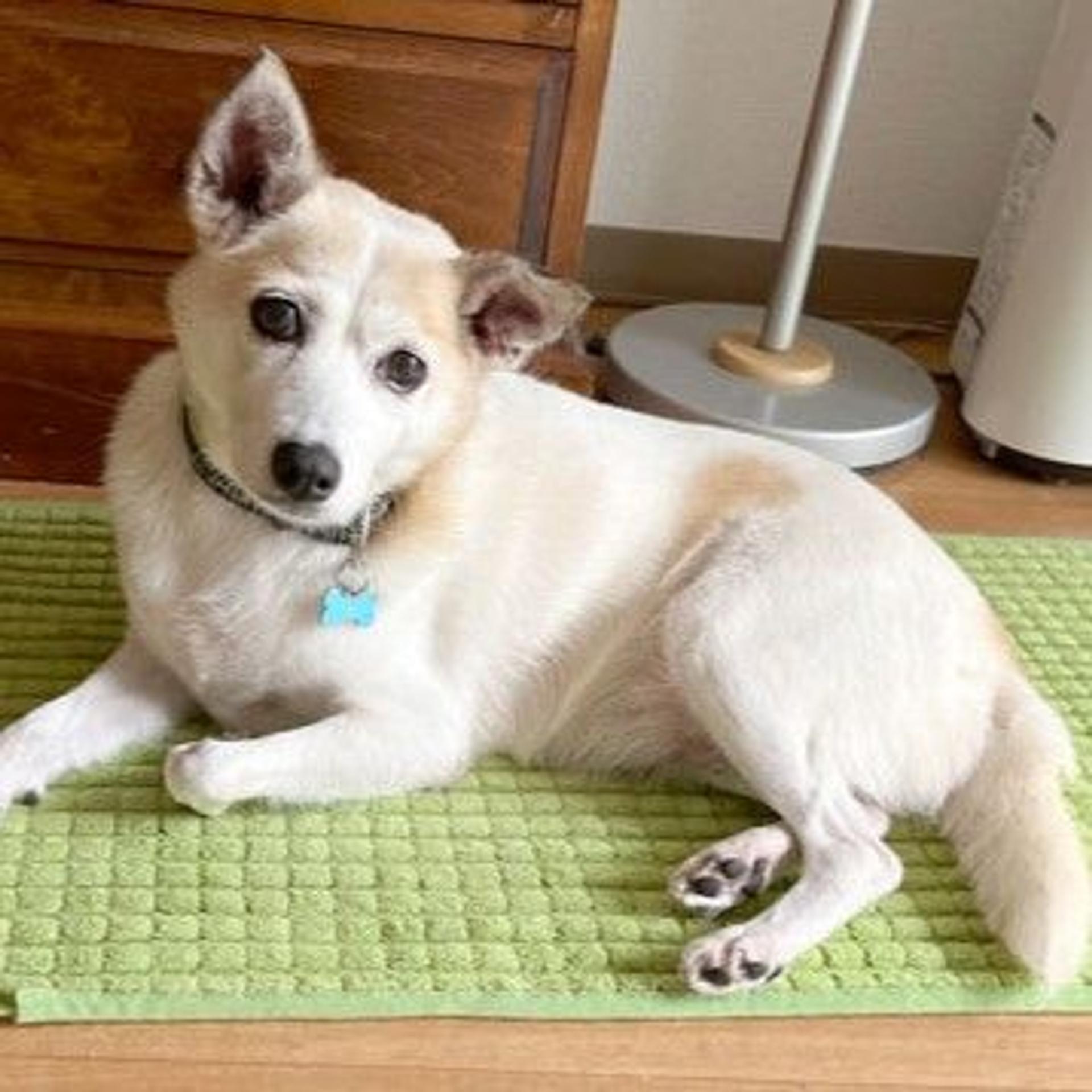 pet-image-3