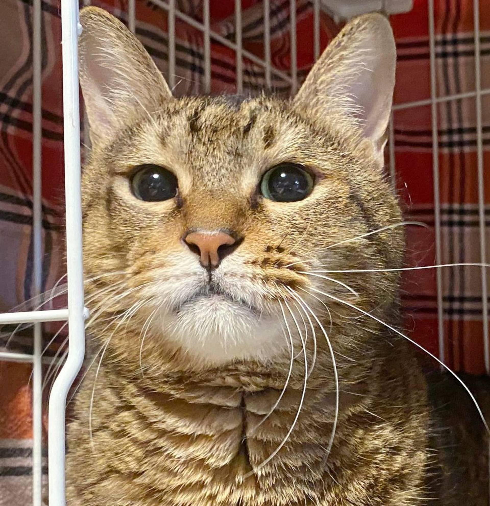 雑種（ミックス猫）・オスの里親募集の写真