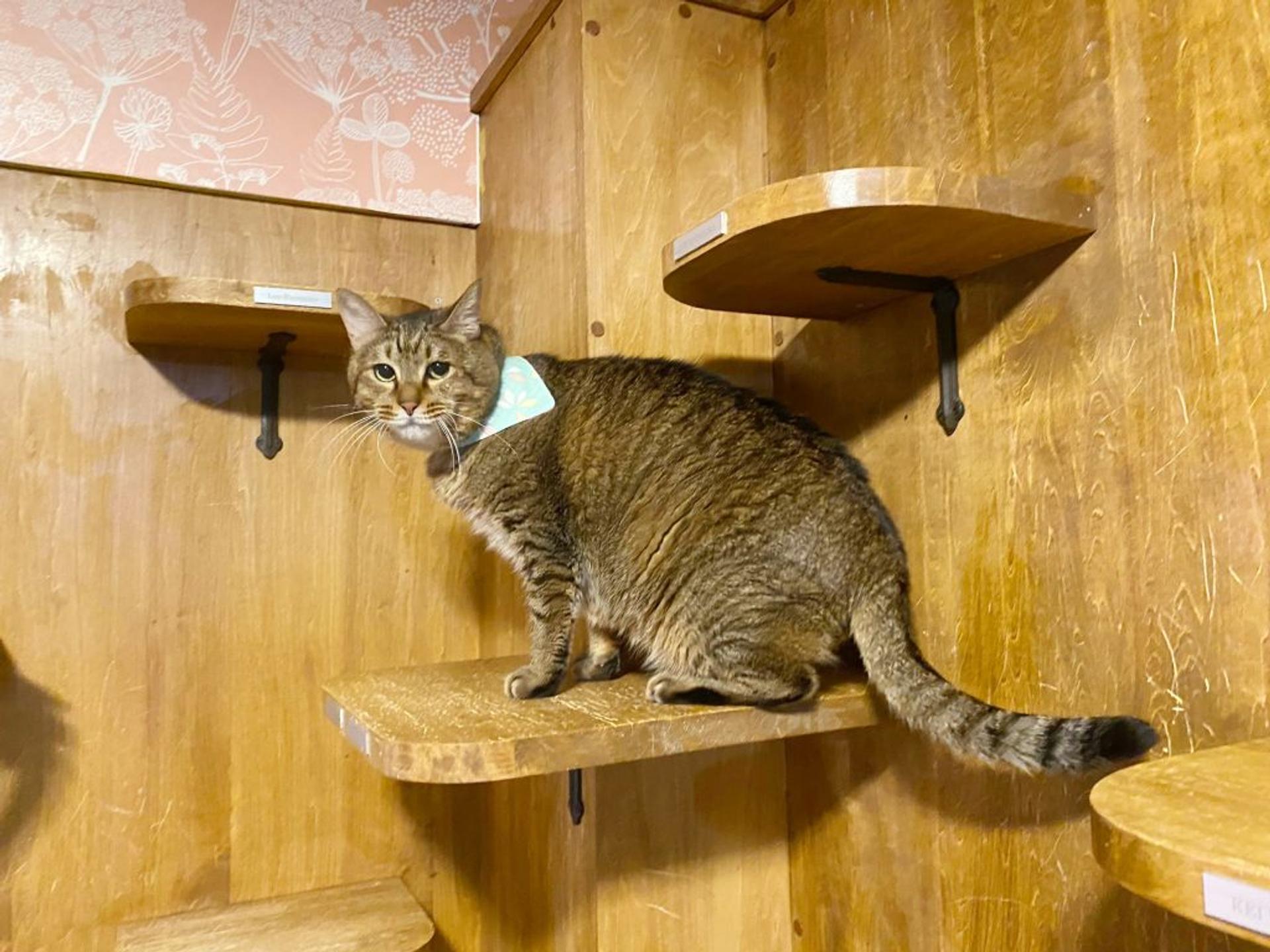 pet-image-4