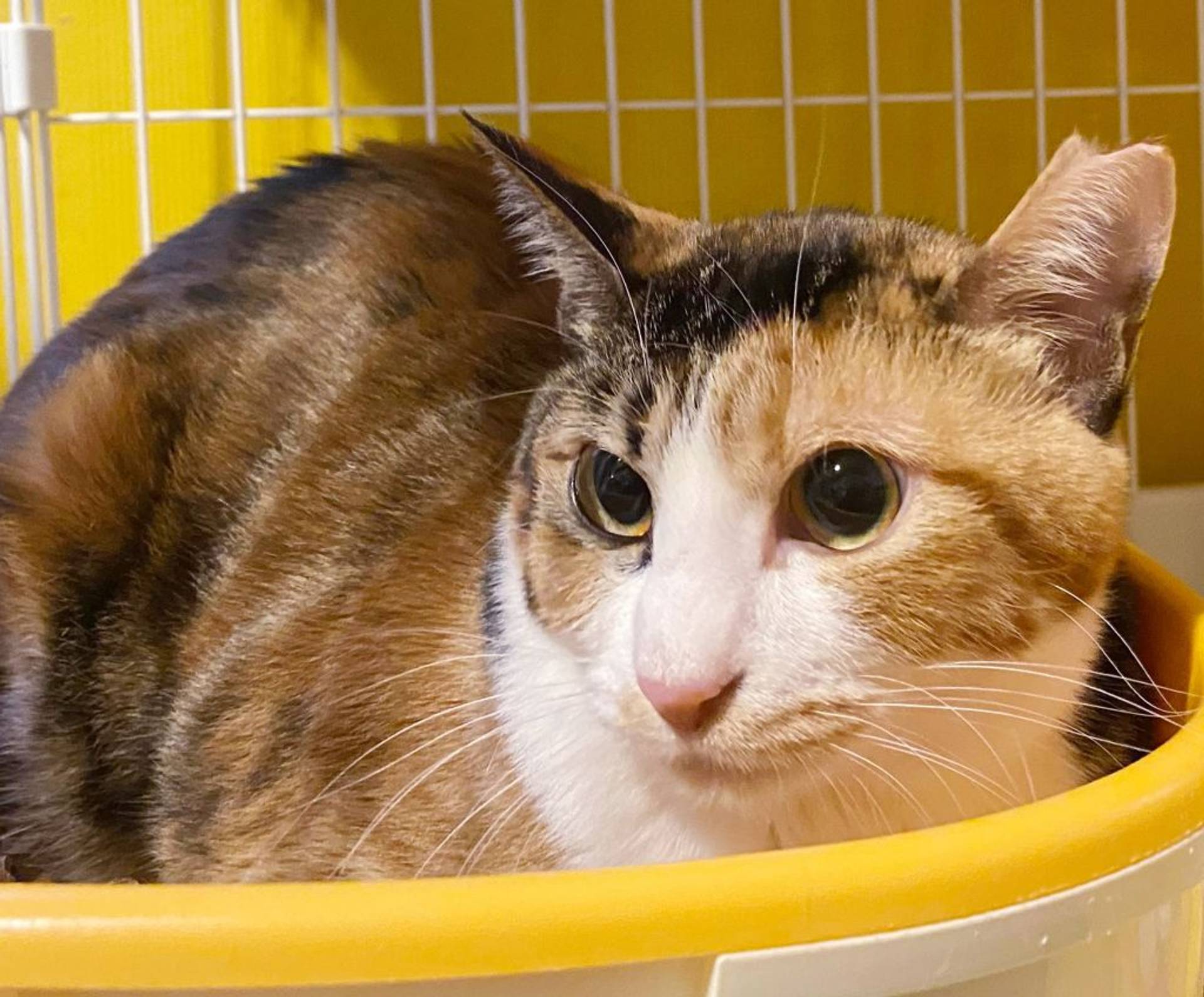 雑種（ミックス猫）・メスの里親募集の写真