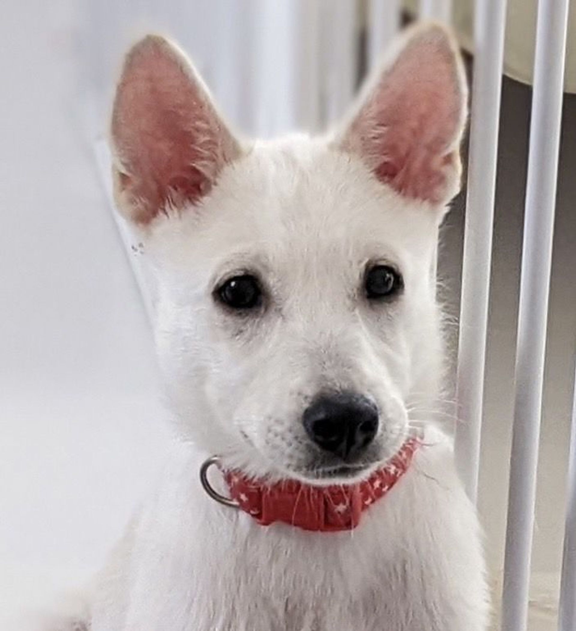 雑種（ミックス犬）・メスの里親募集の写真