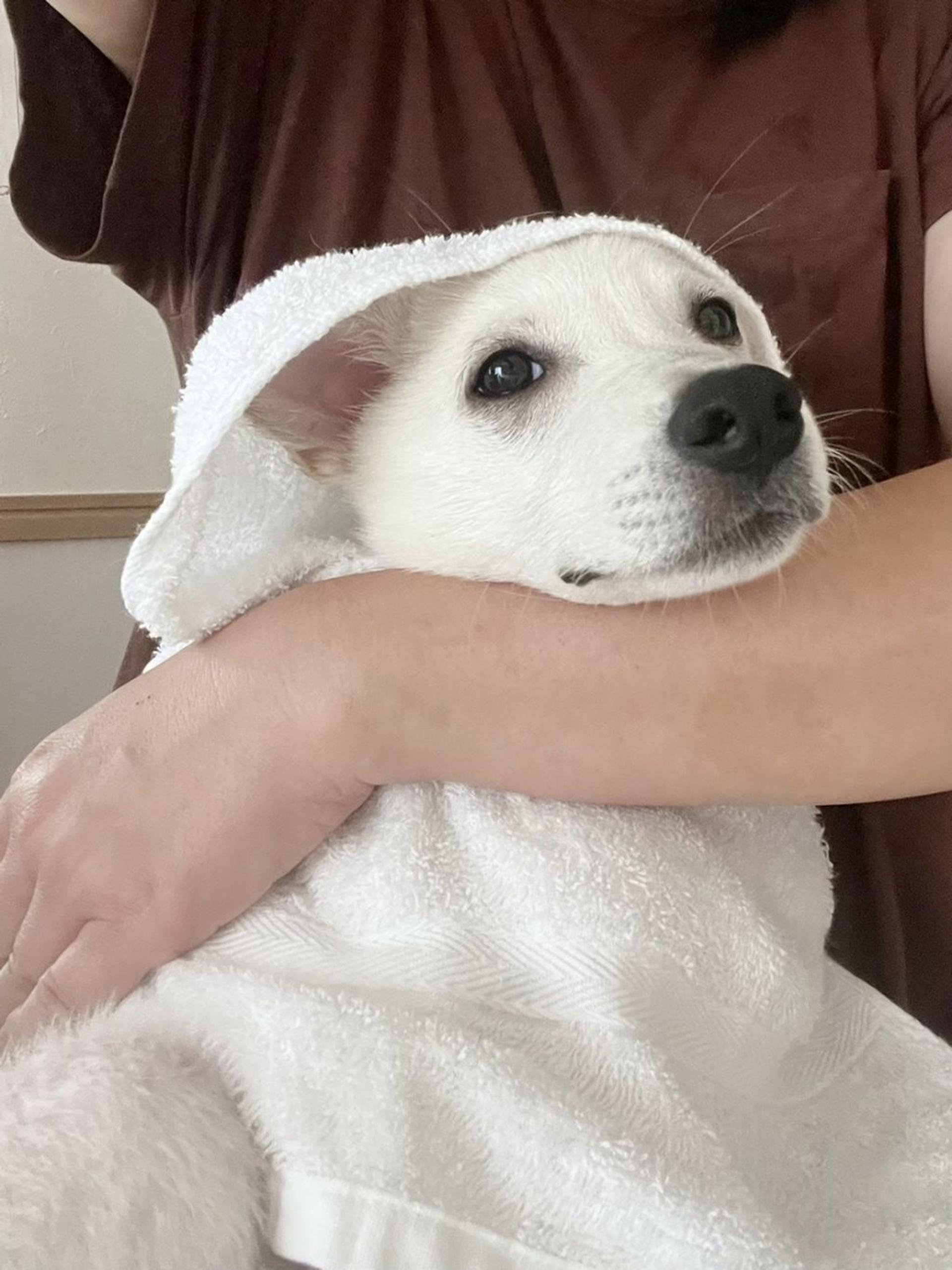 pet-image-6