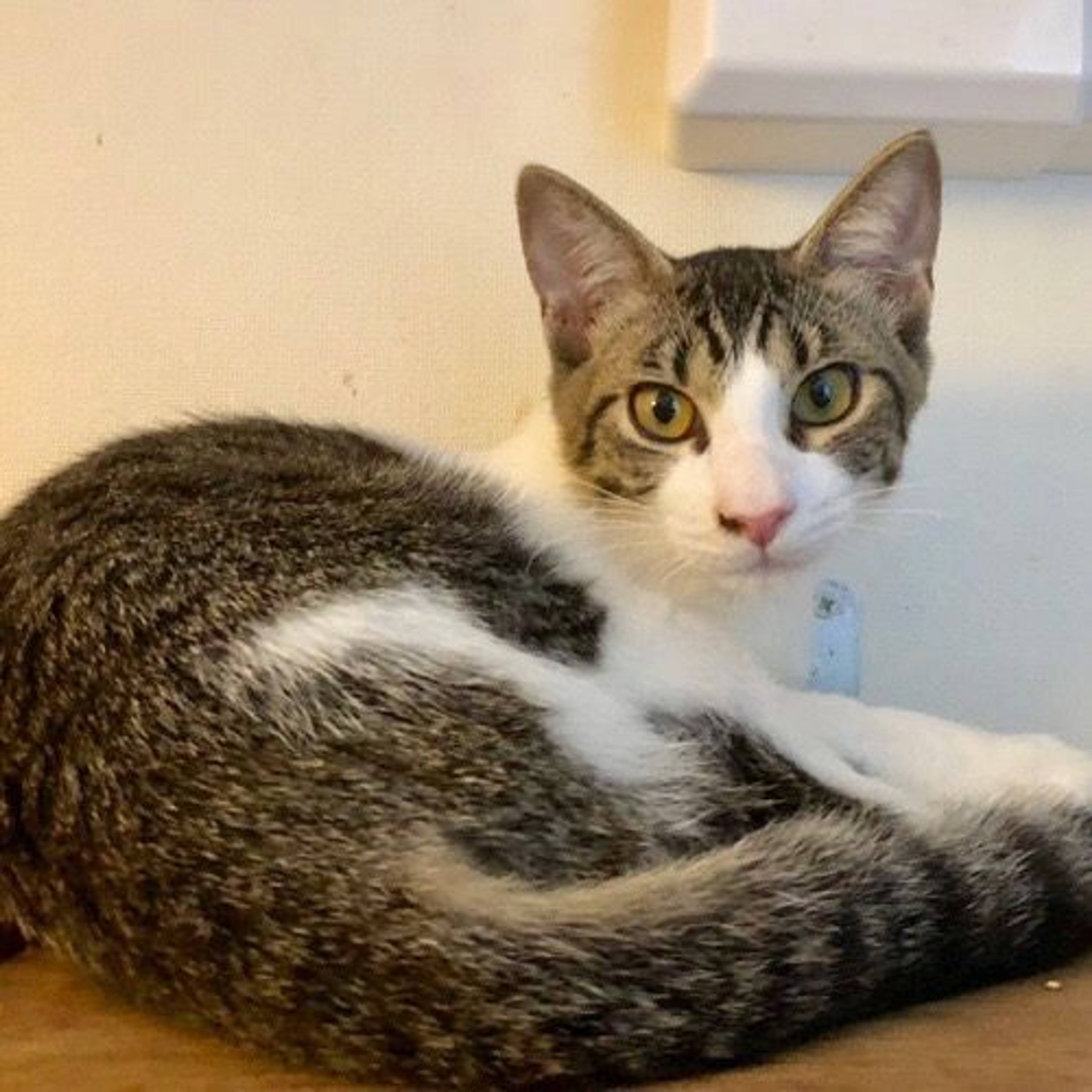 雑種（ミックス猫）・オスの里親募集の写真
