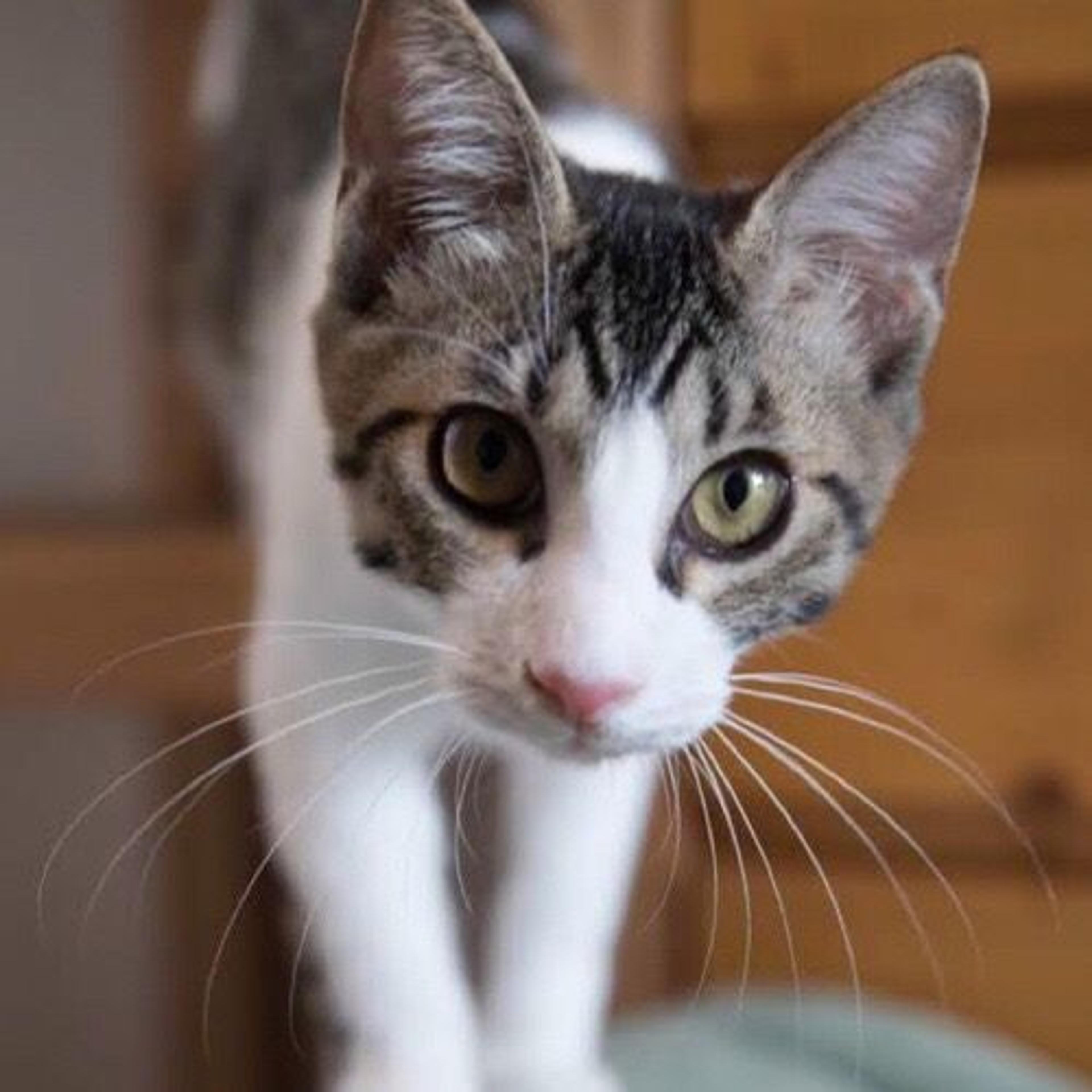 pet-image-2