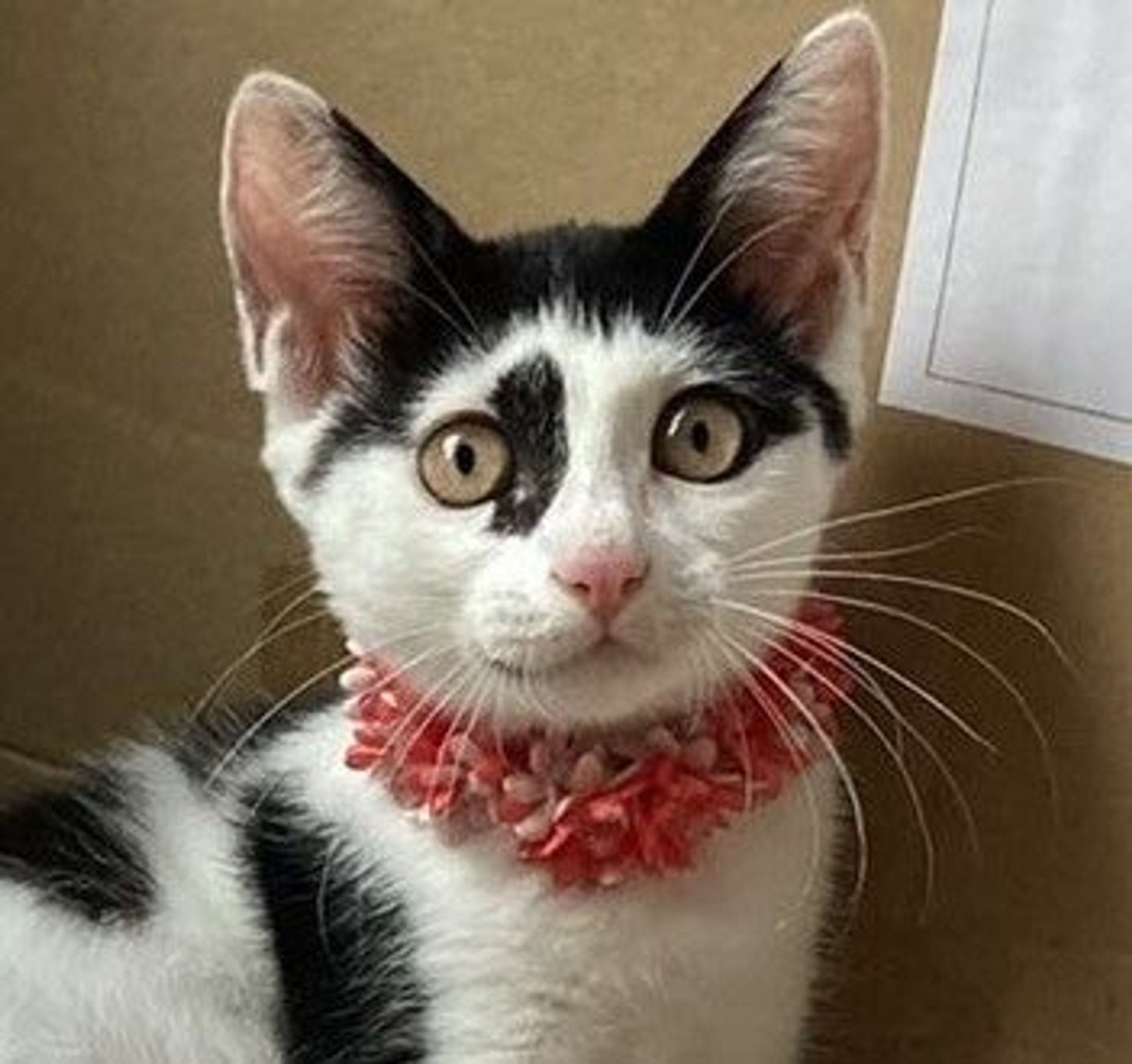 雑種（ミックス猫）・メスの里親募集の写真