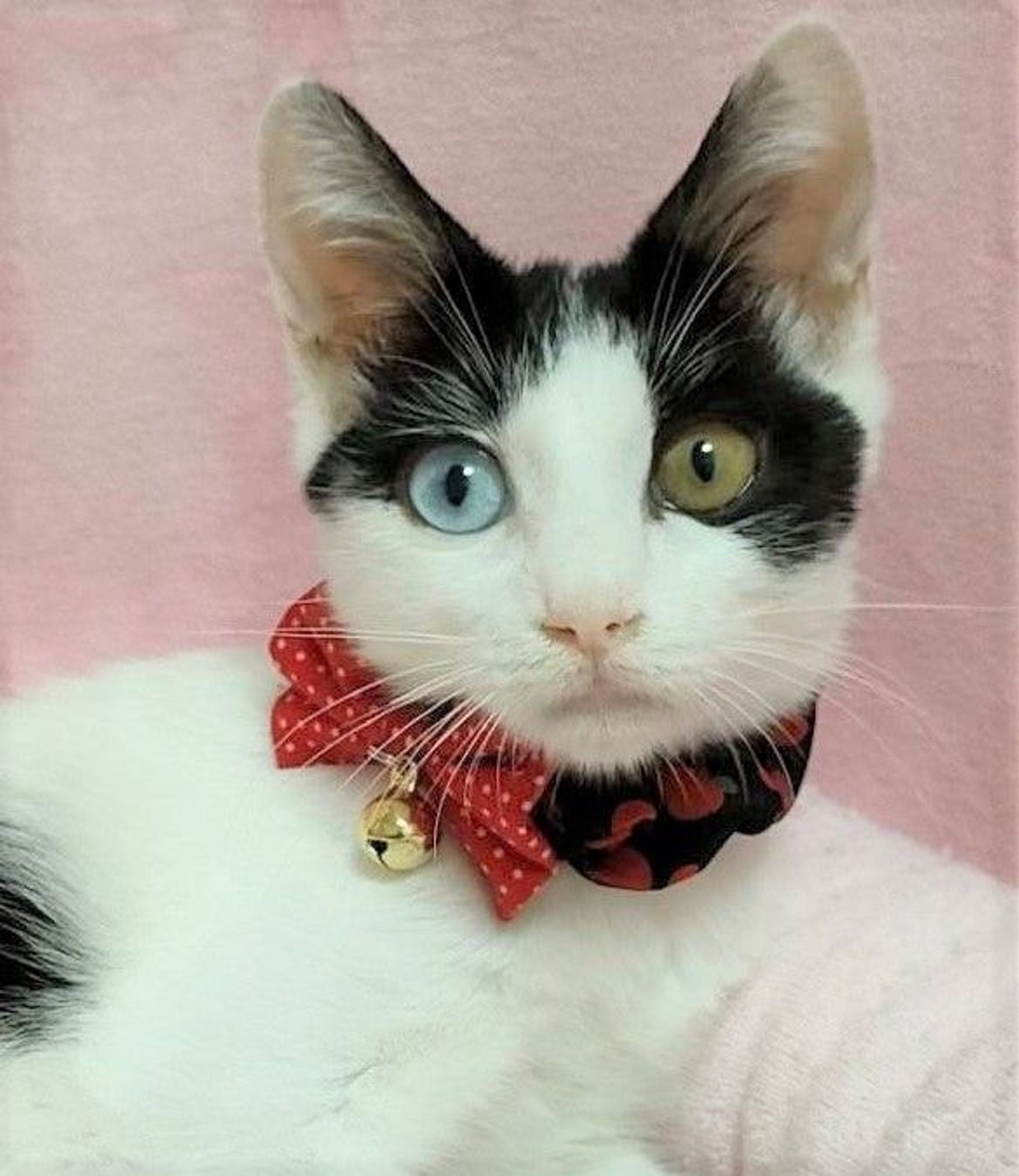 雑種（ミックス猫）・メスの里親募集の写真