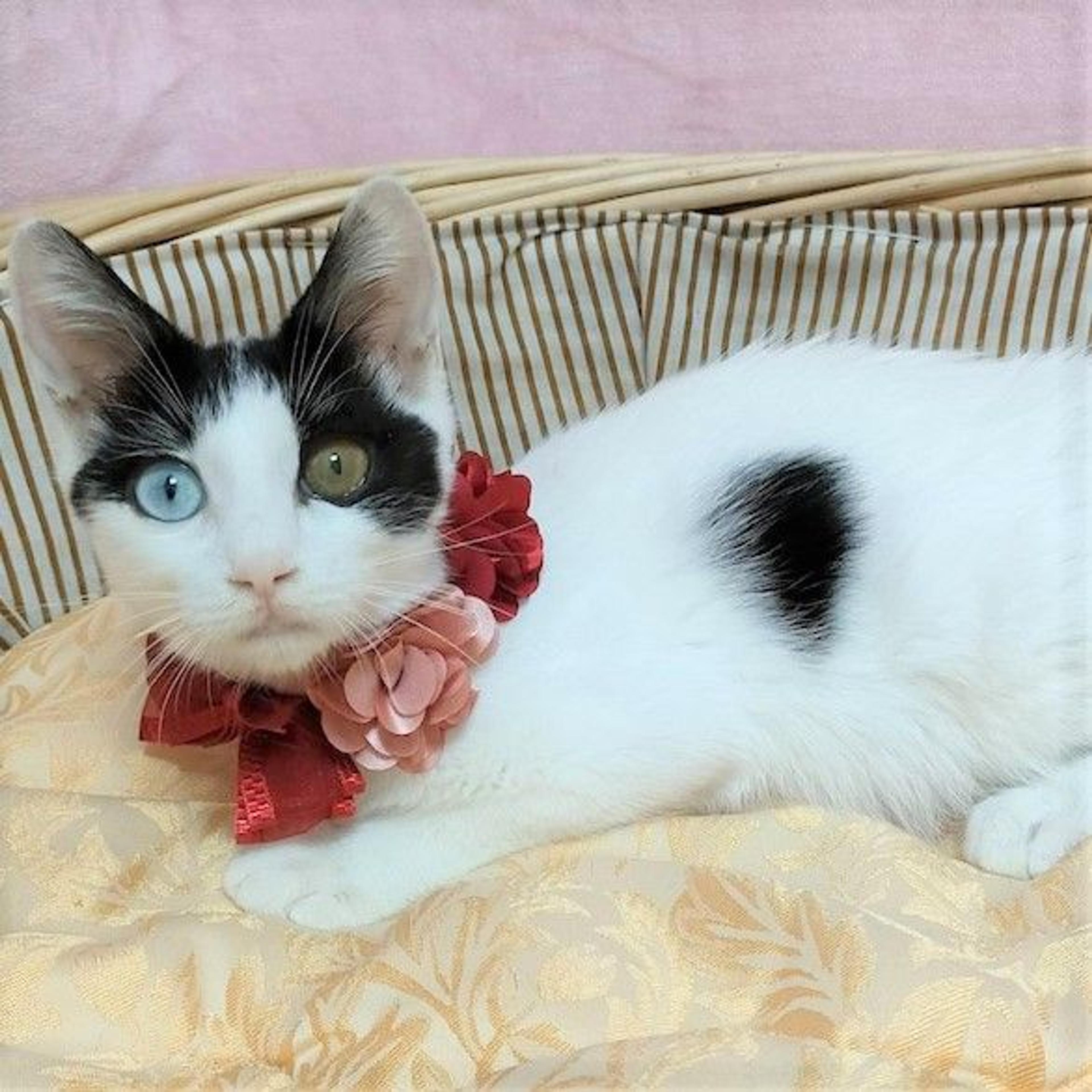 pet-image-2