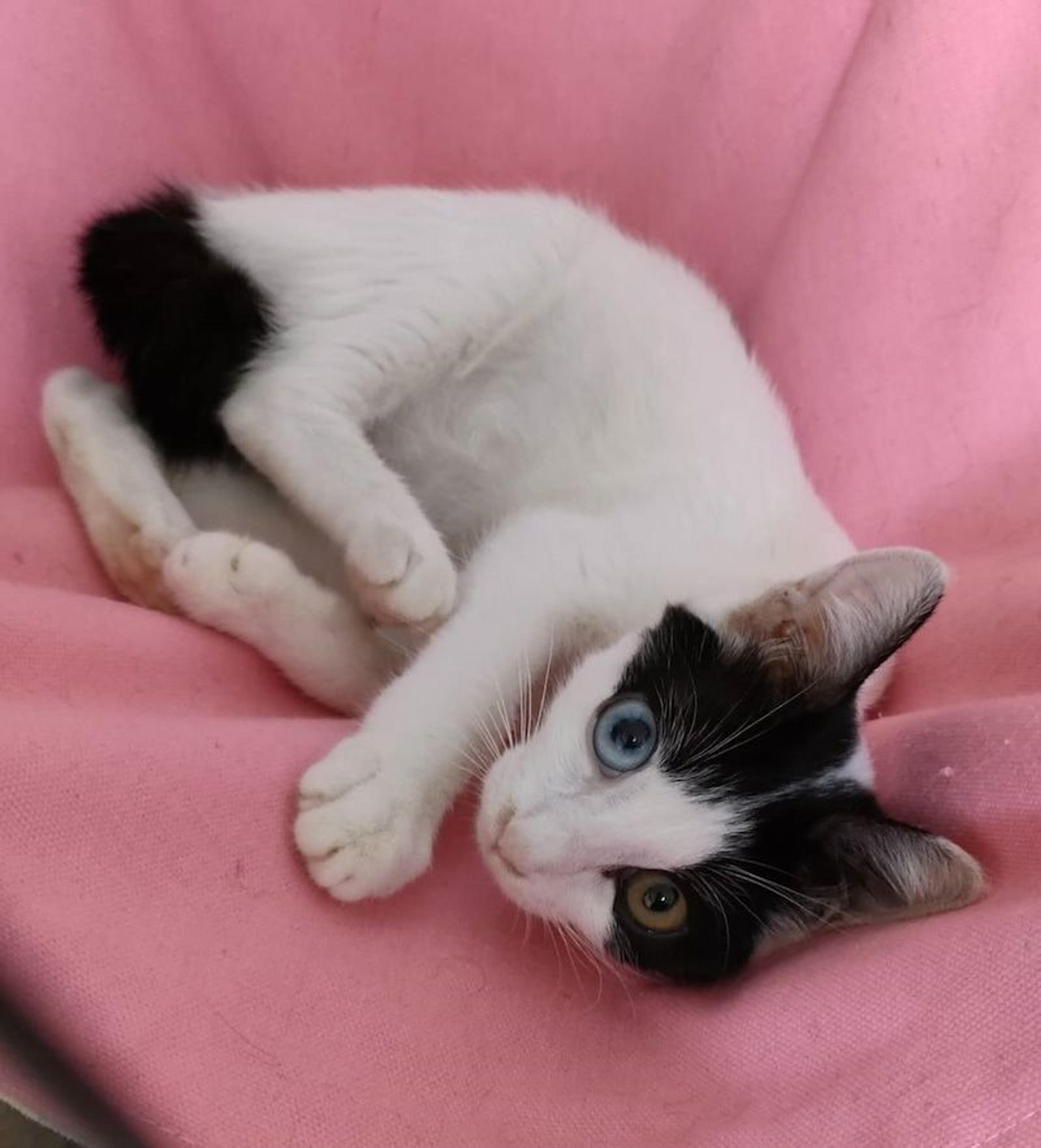 pet-image-3