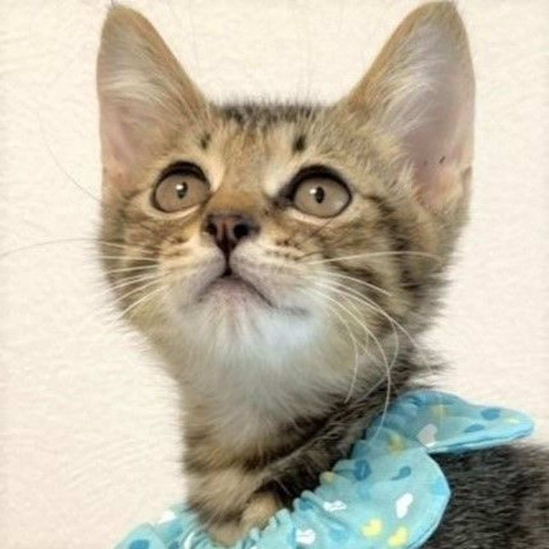 雑種（ミックス猫）・オスの里親募集の写真