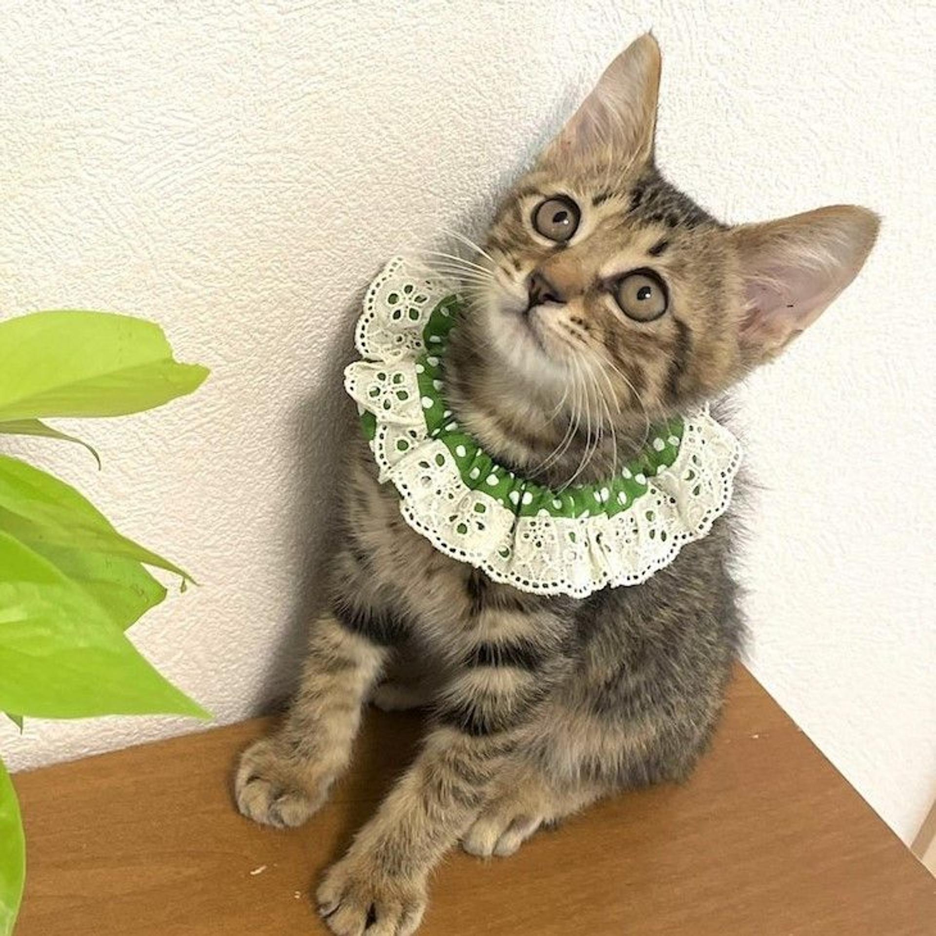 pet-image-3
