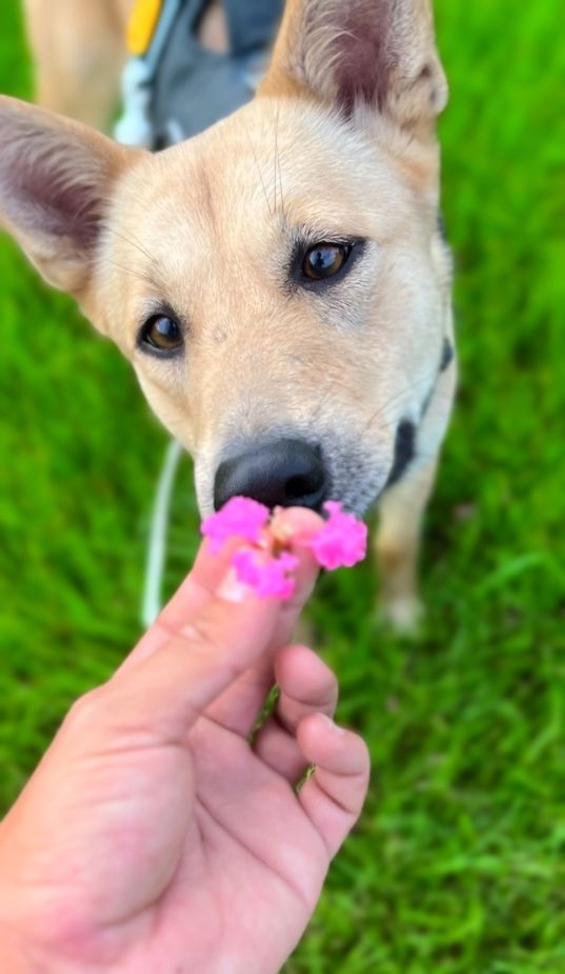 雑種（ミックス犬）・メスの里親募集の写真