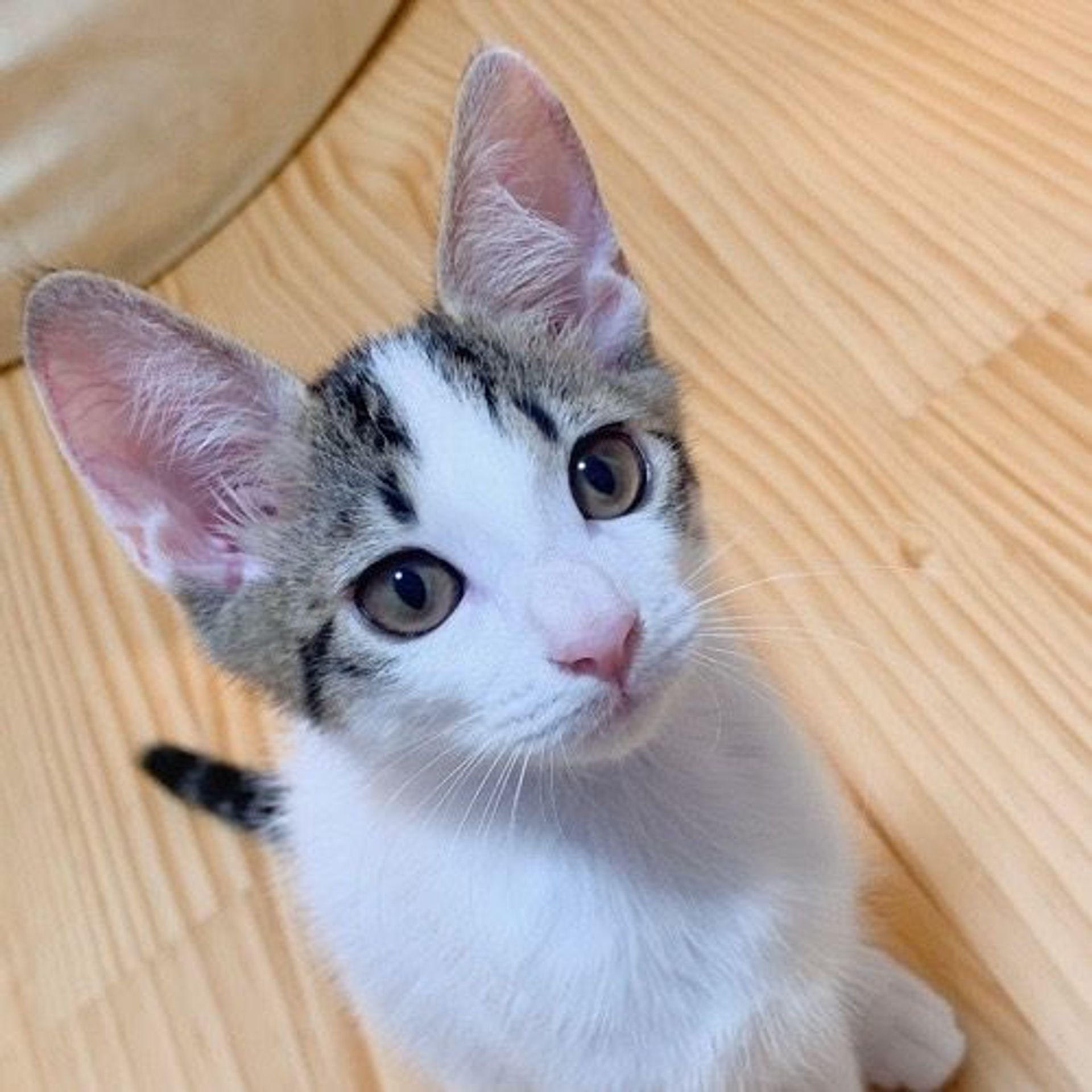 雑種（ミックス猫）・オスの里親募集の写真