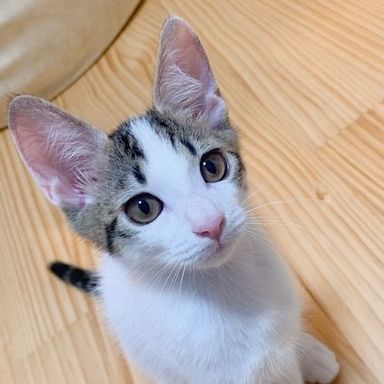 てんむすくん★8/28(日)ミャオねこ譲渡会で会えますの写真