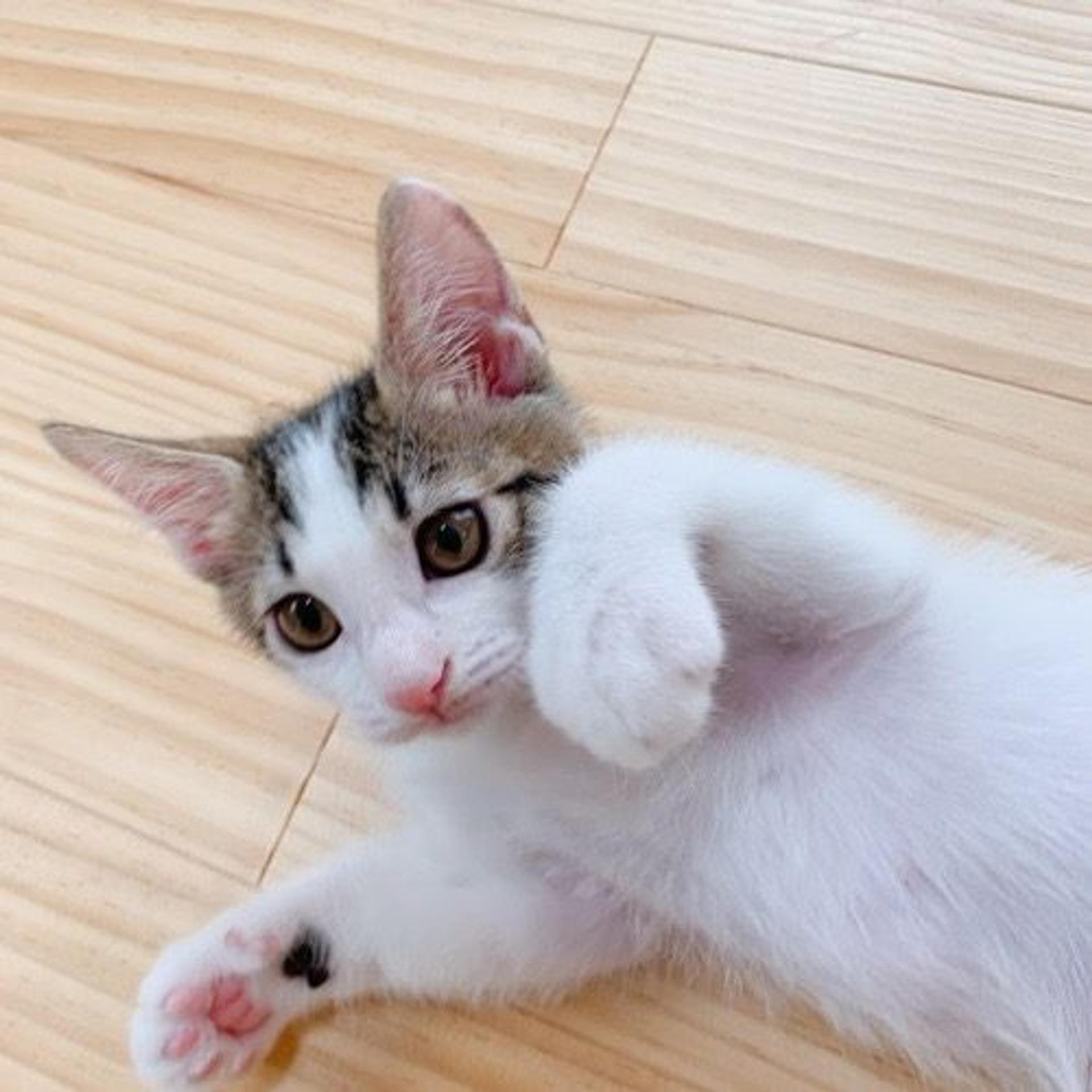 pet-image-2