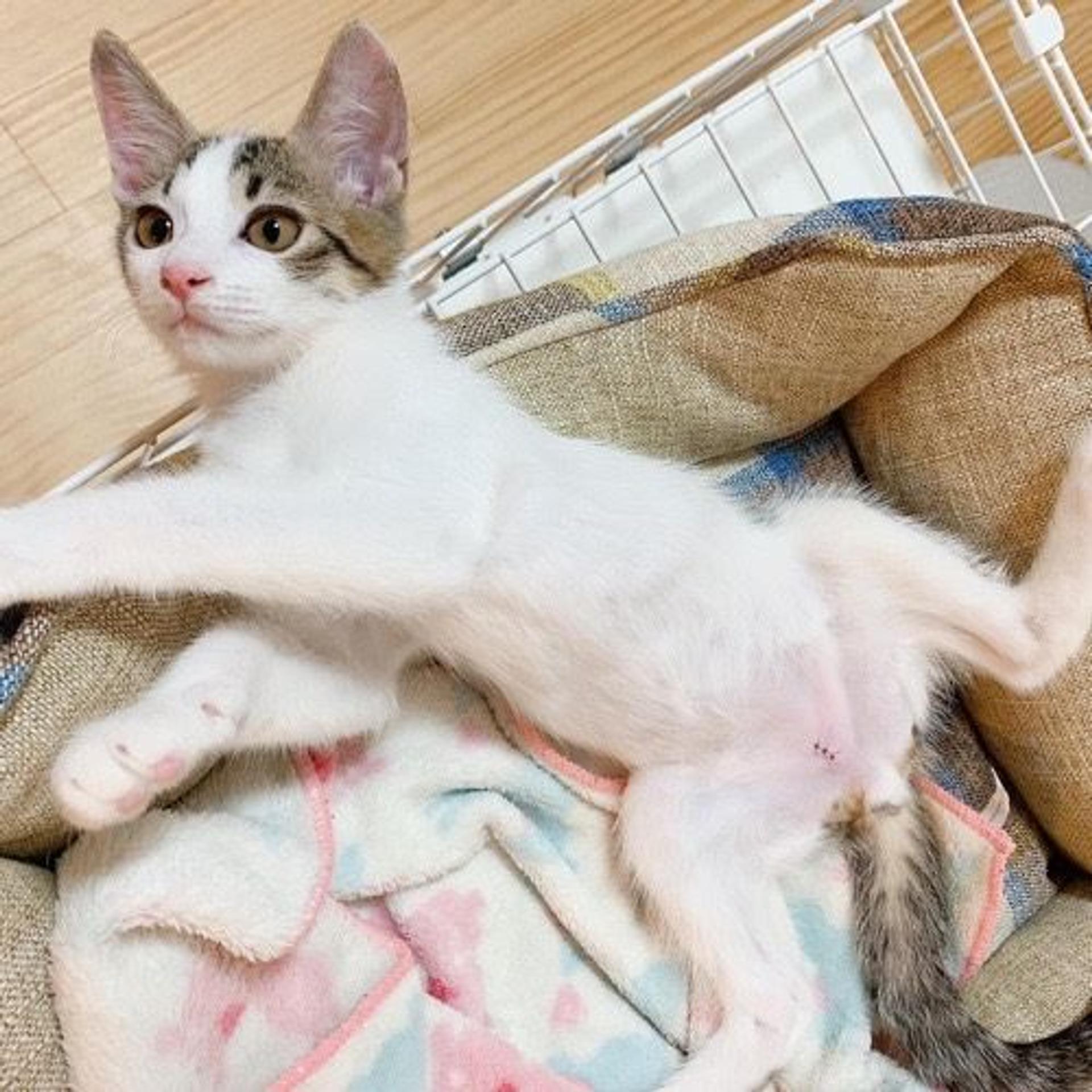 pet-image-3