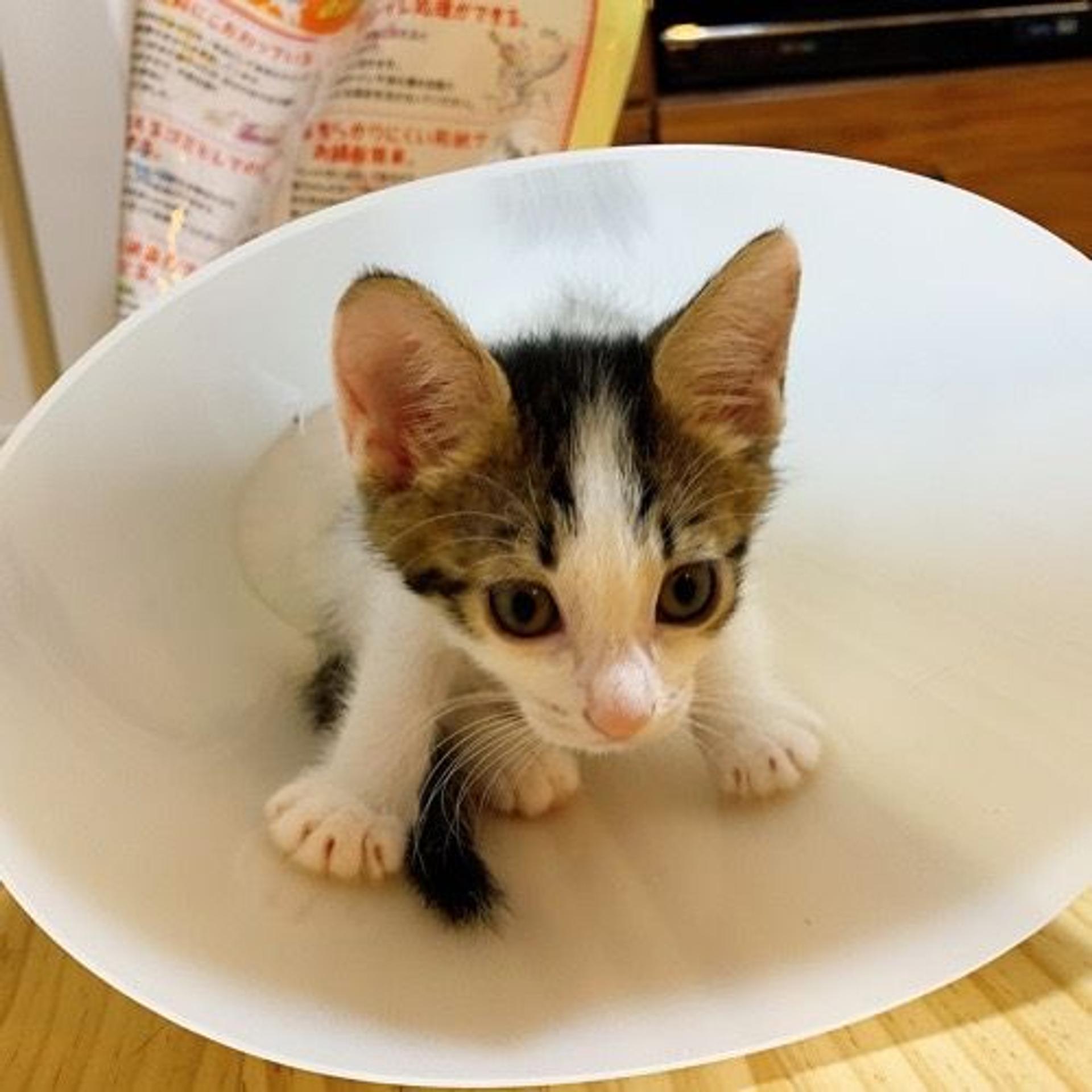pet-image-4