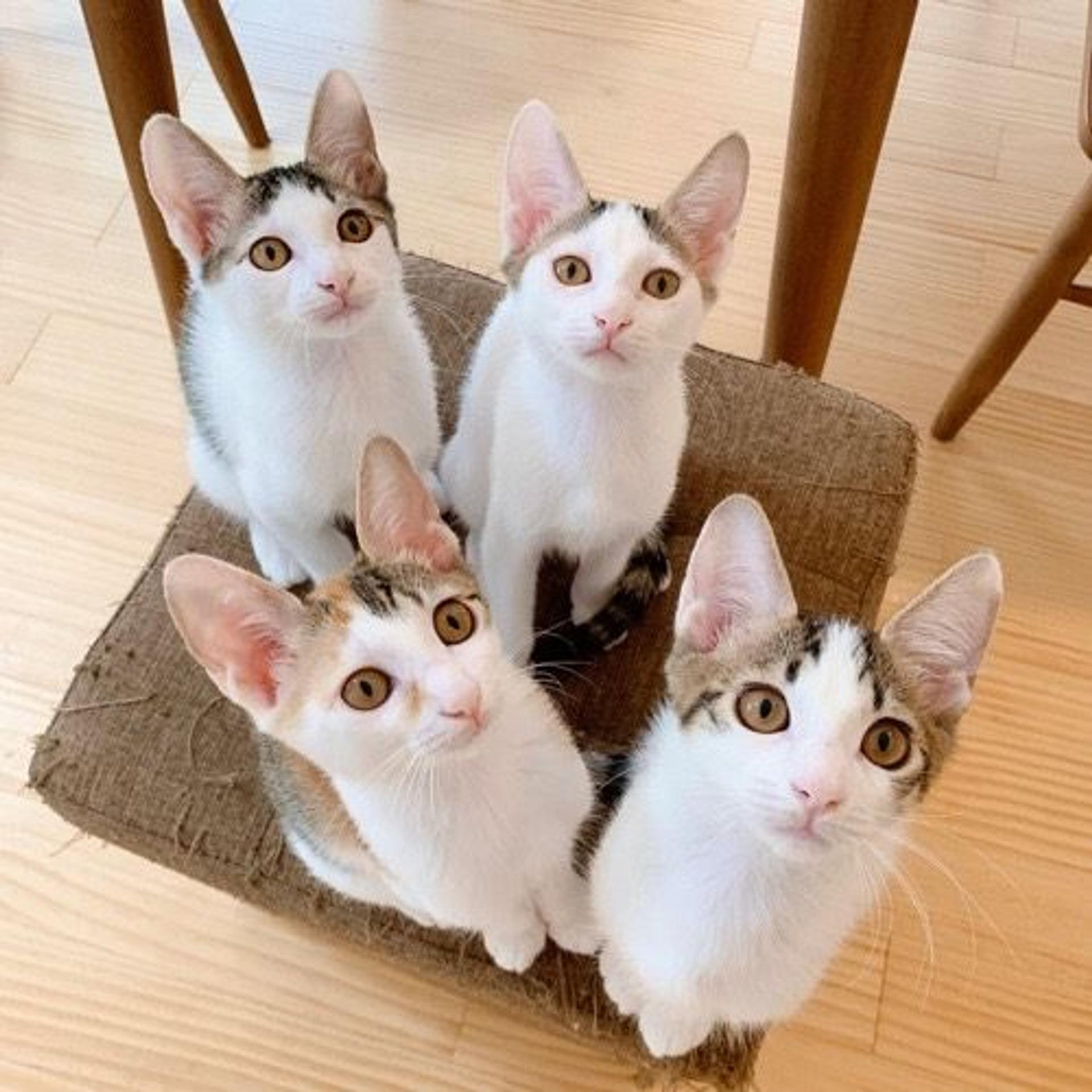 pet-image-5