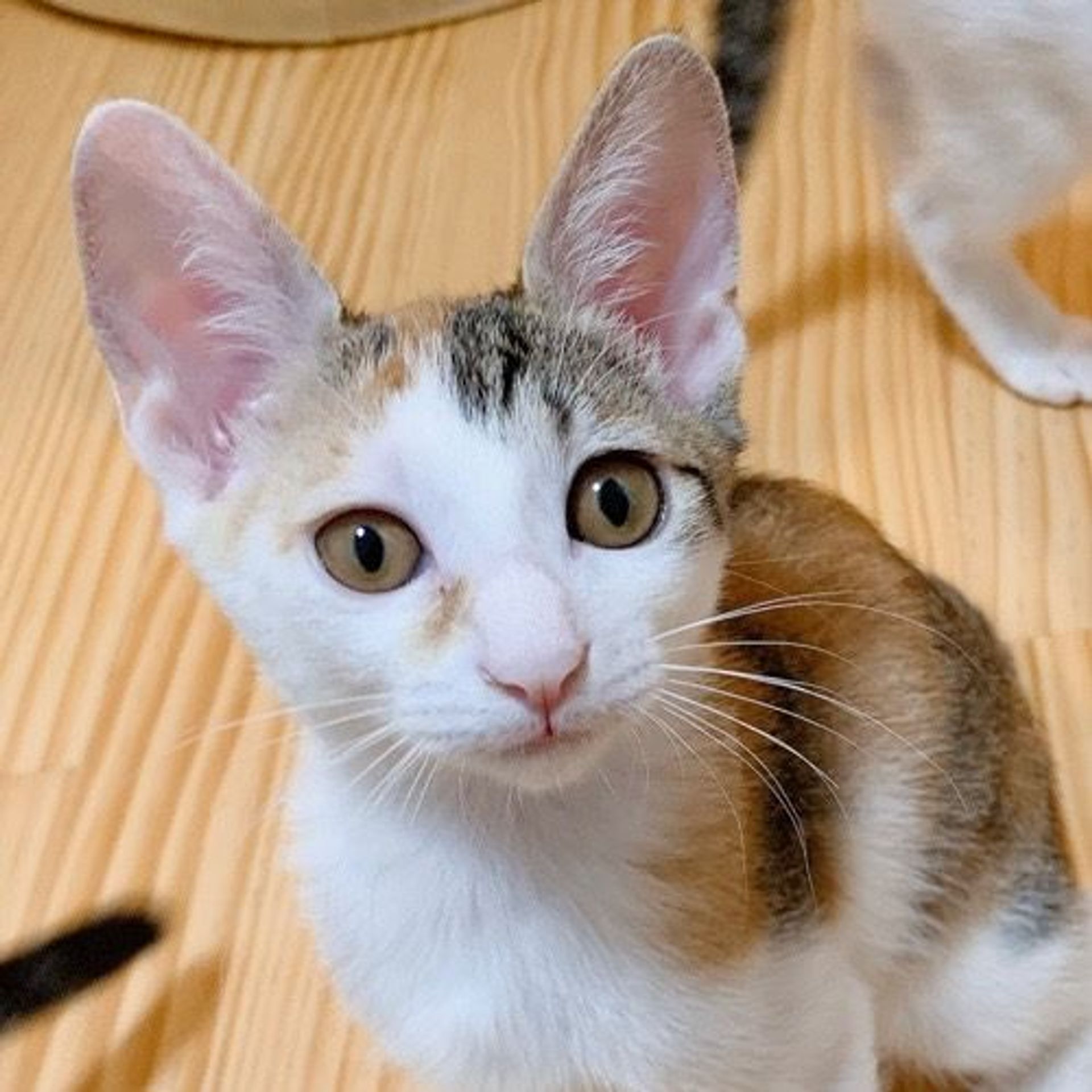 雑種（ミックス猫）・メスの里親募集の写真