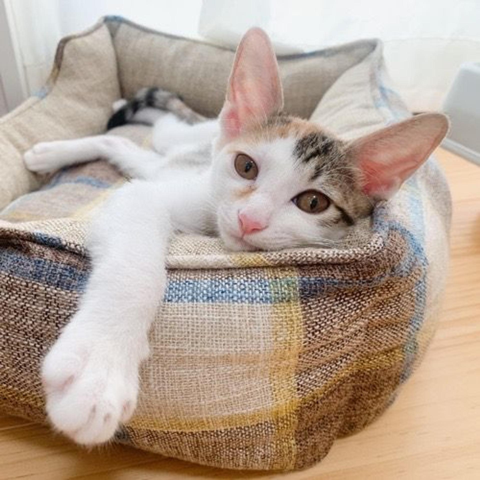 pet-image-4