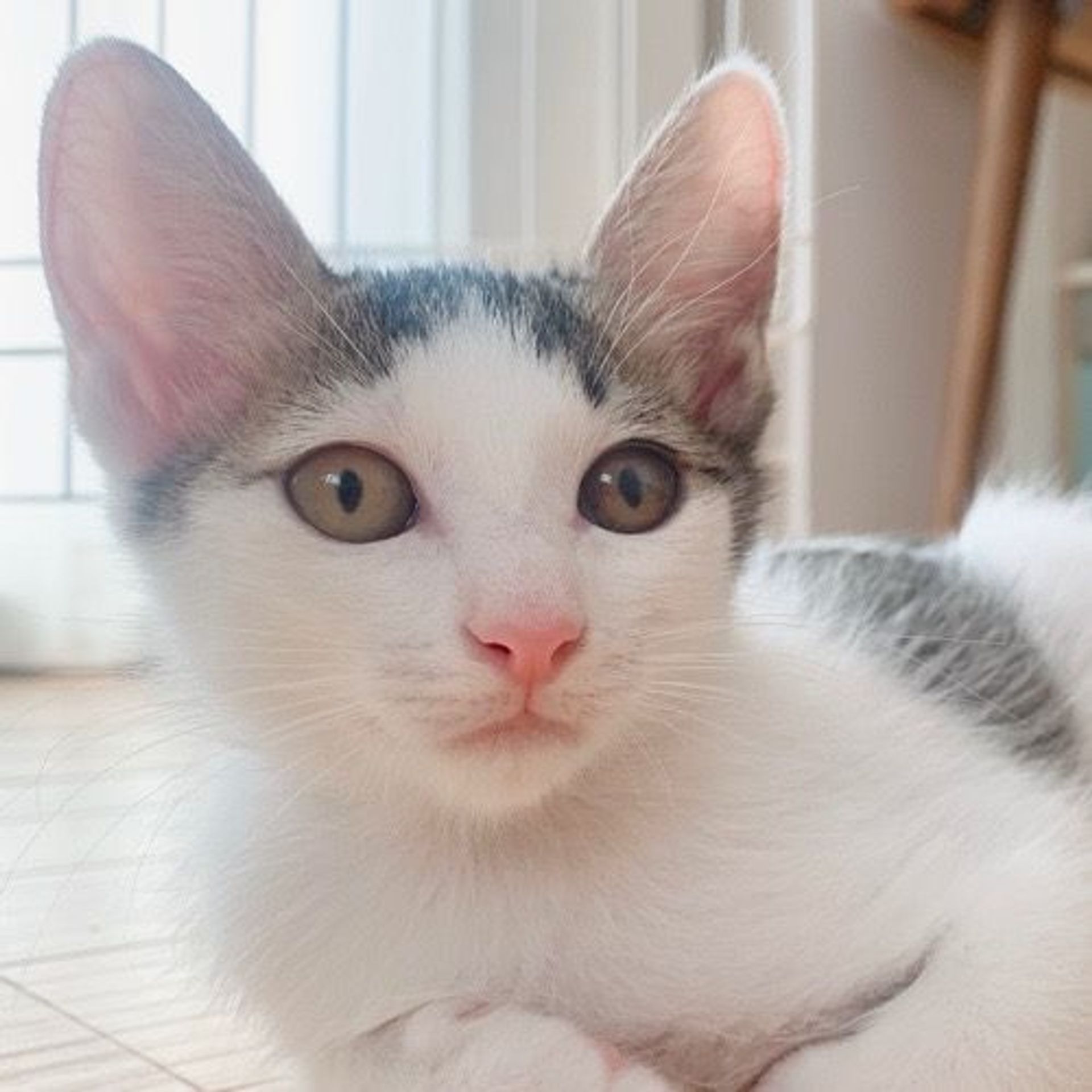 雑種（ミックス猫）・メスの里親募集の写真