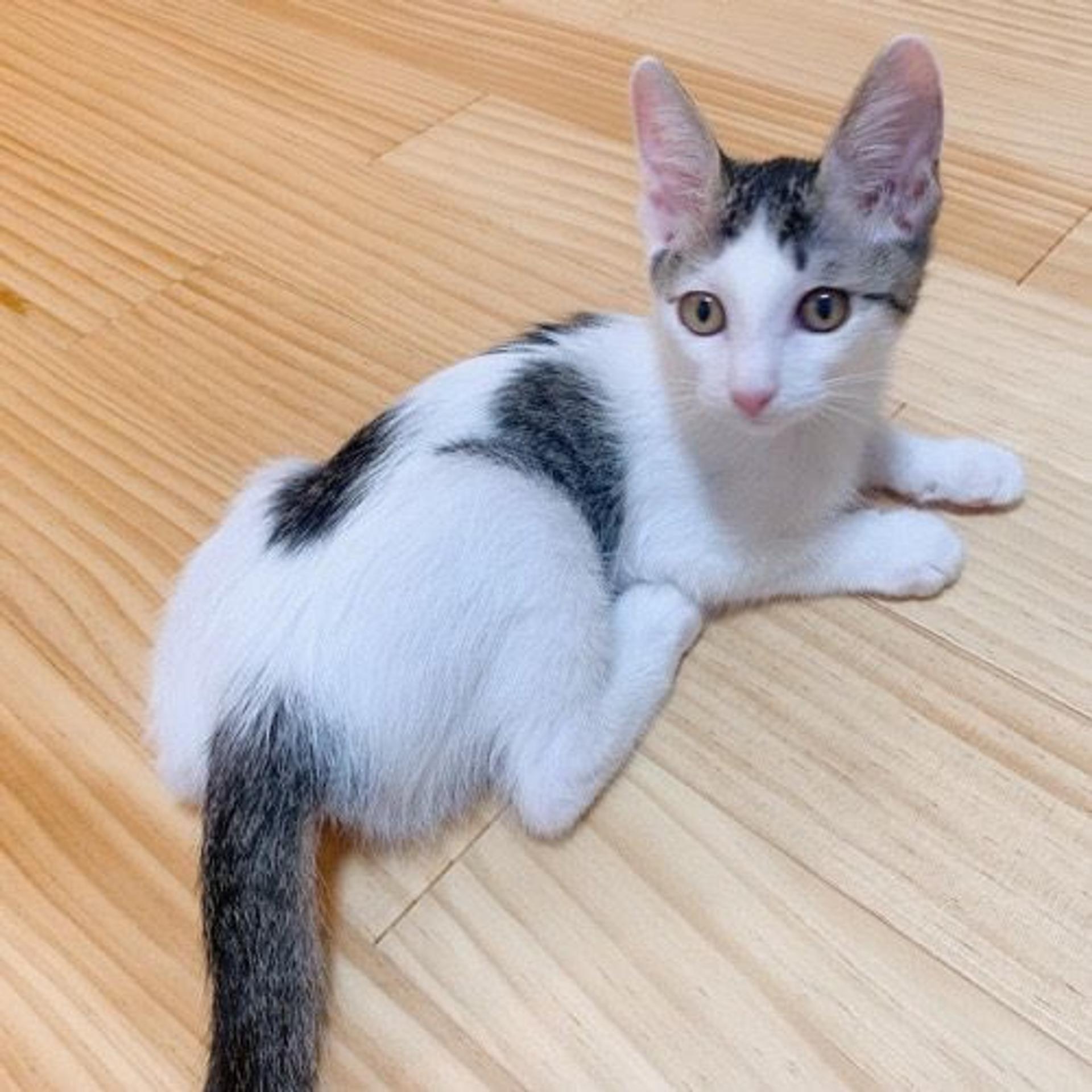 pet-image-2