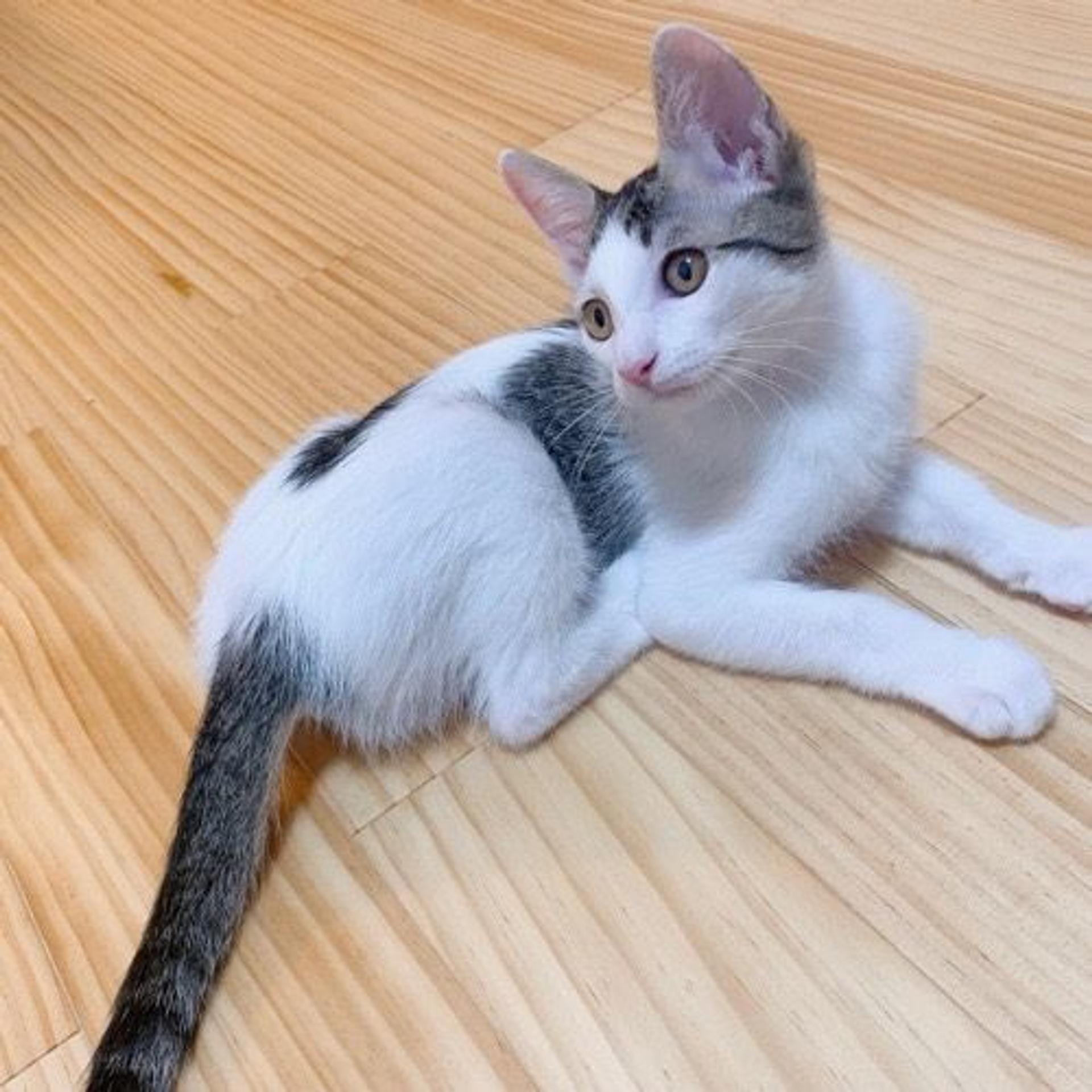 pet-image-3