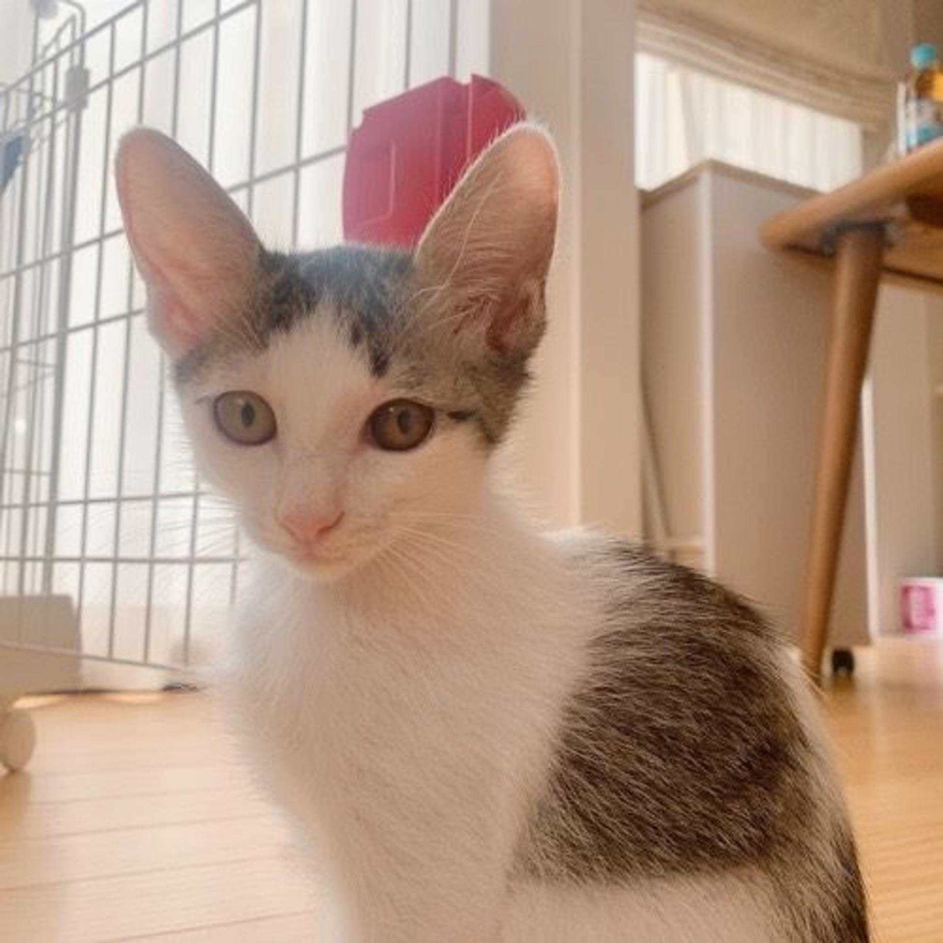 pet-image-4