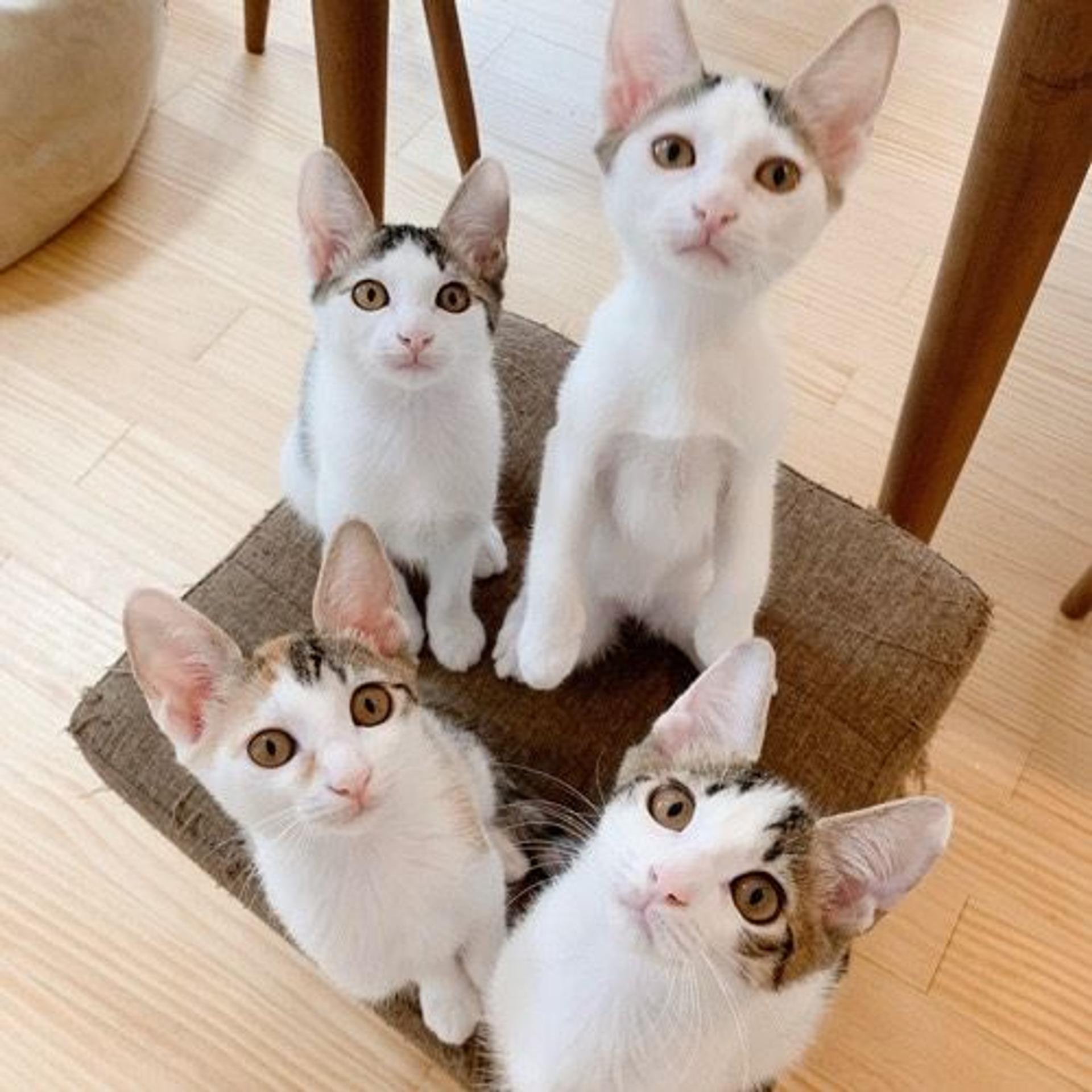 pet-image-5