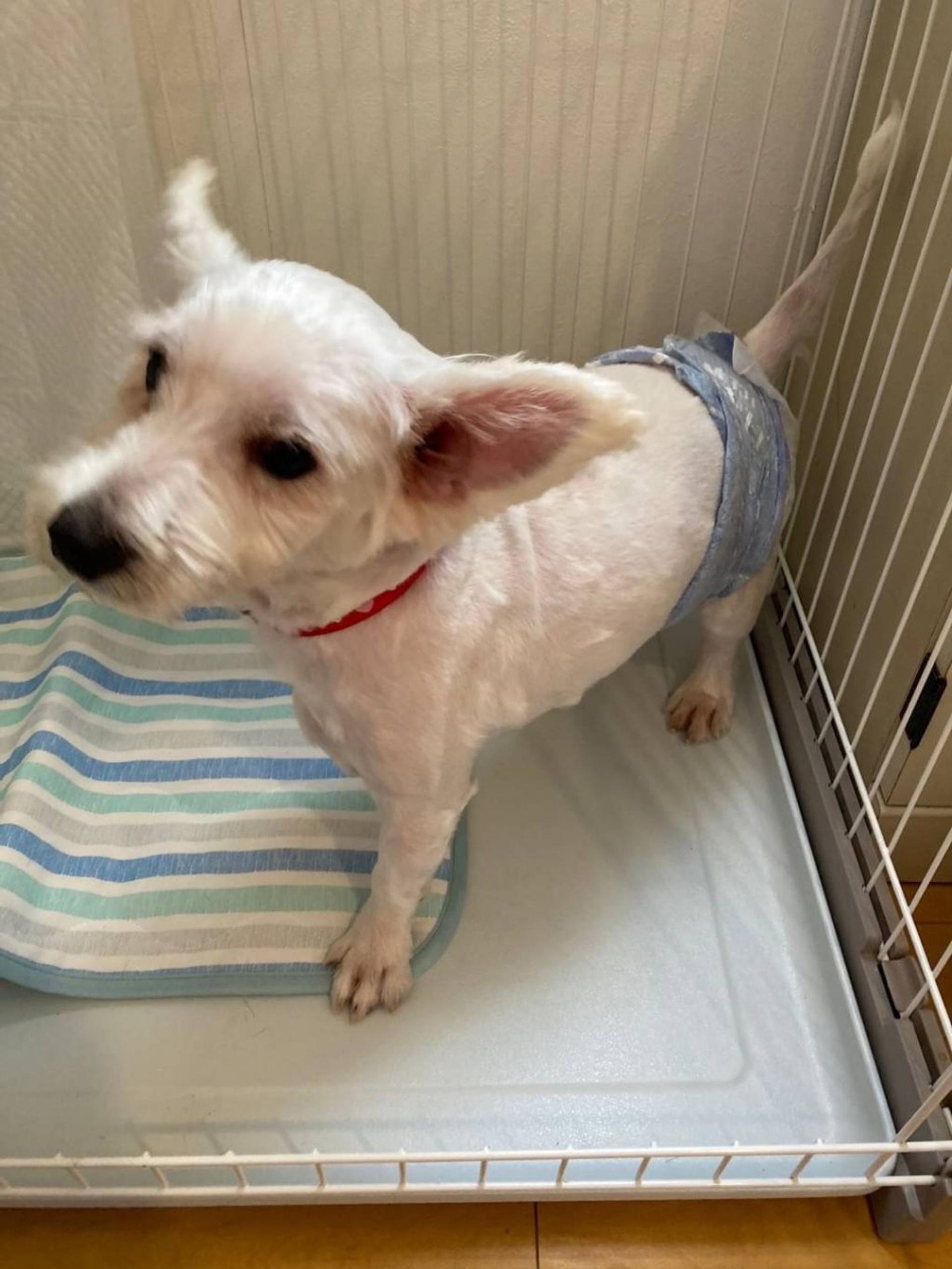 pet-image-3