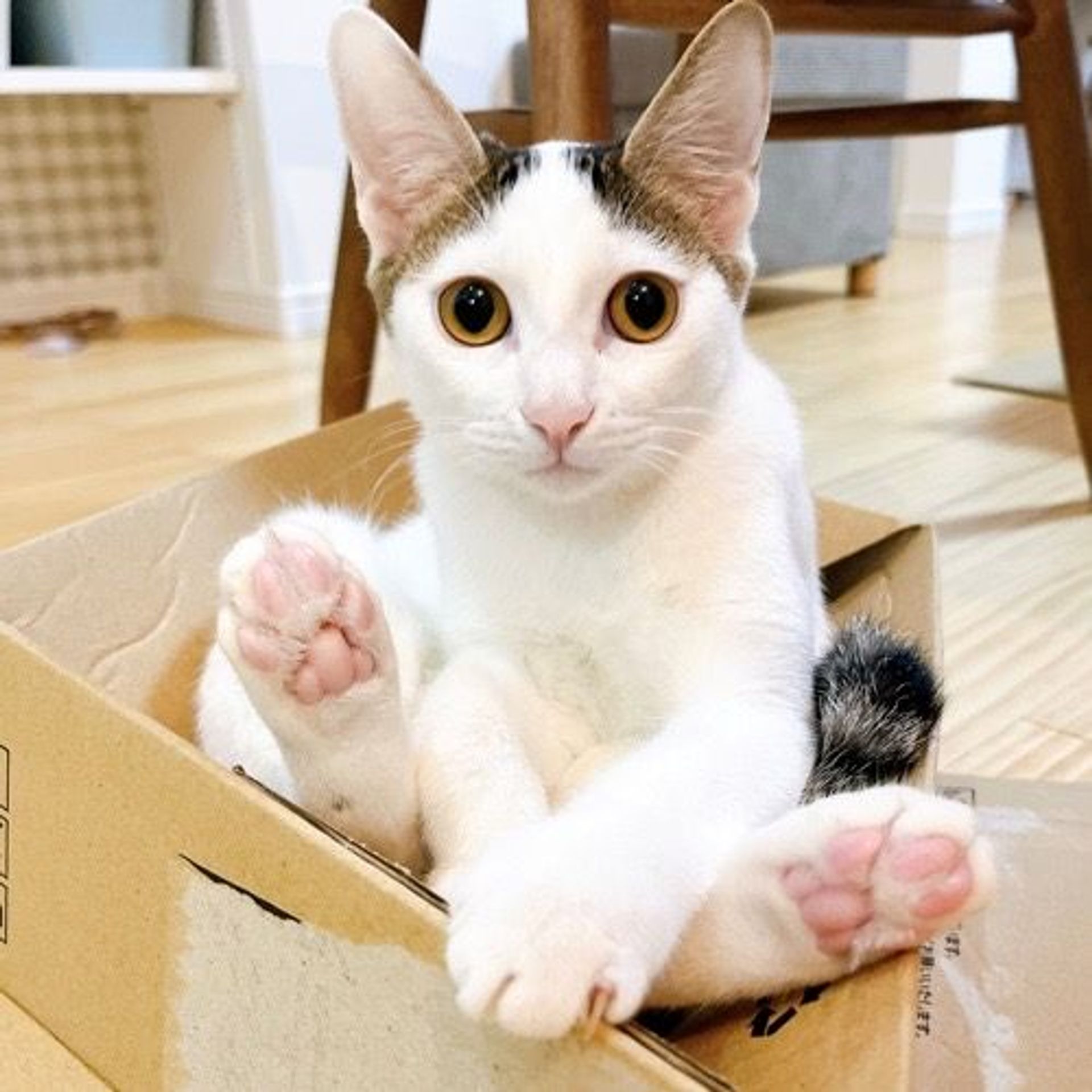 雑種（ミックス猫）・メスの里親募集の写真
