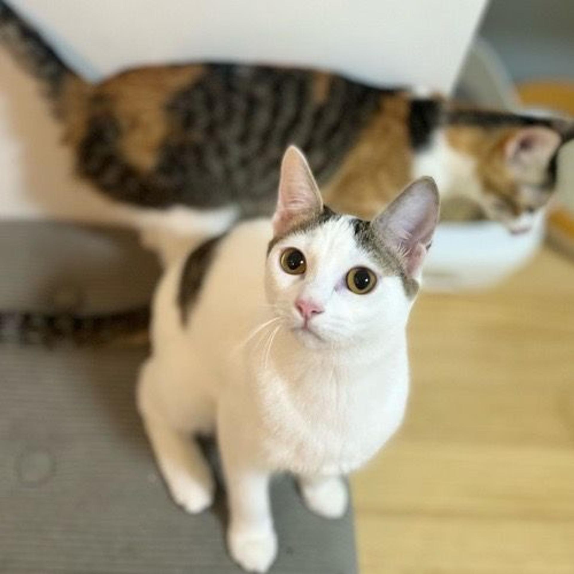 pet-image-3
