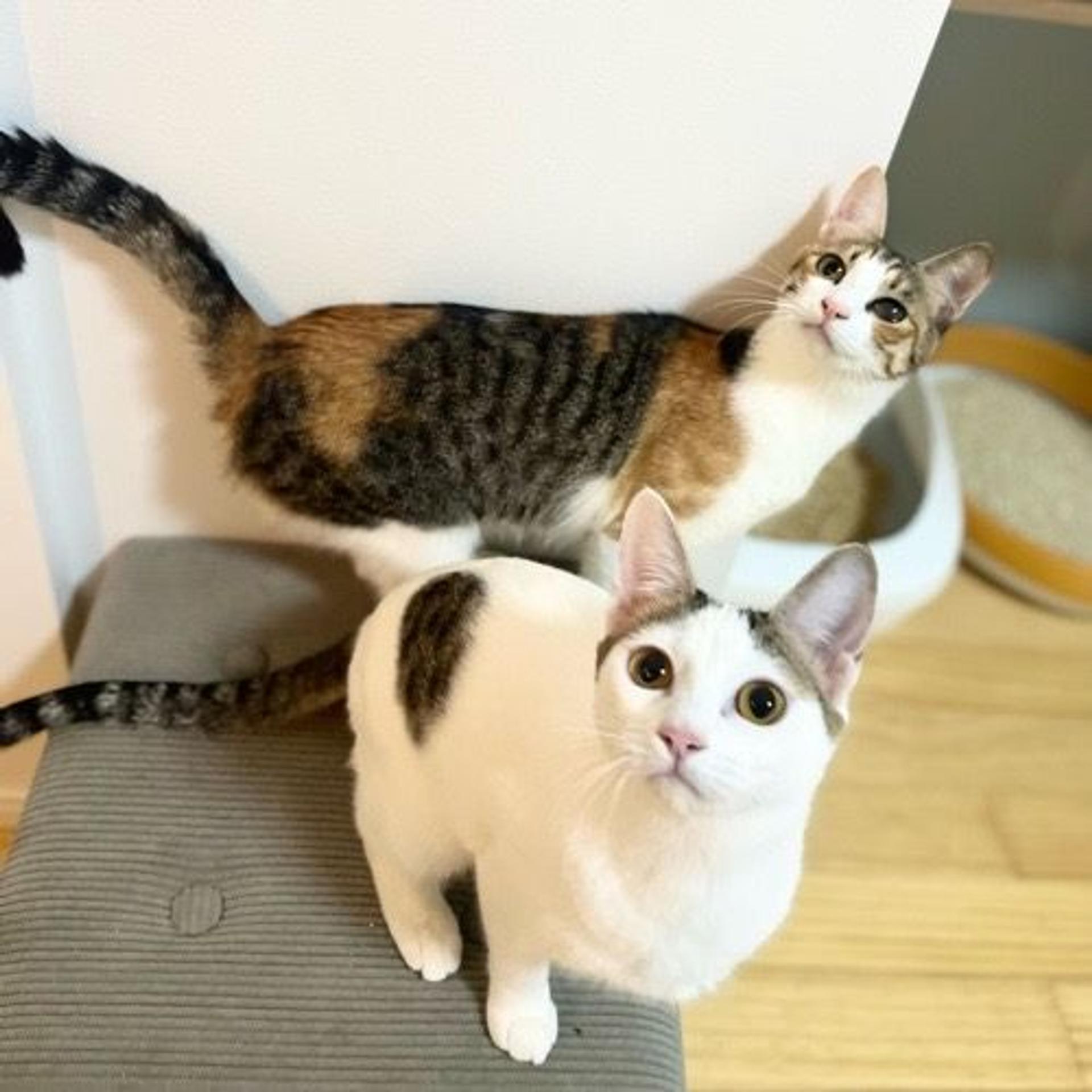 pet-image-5