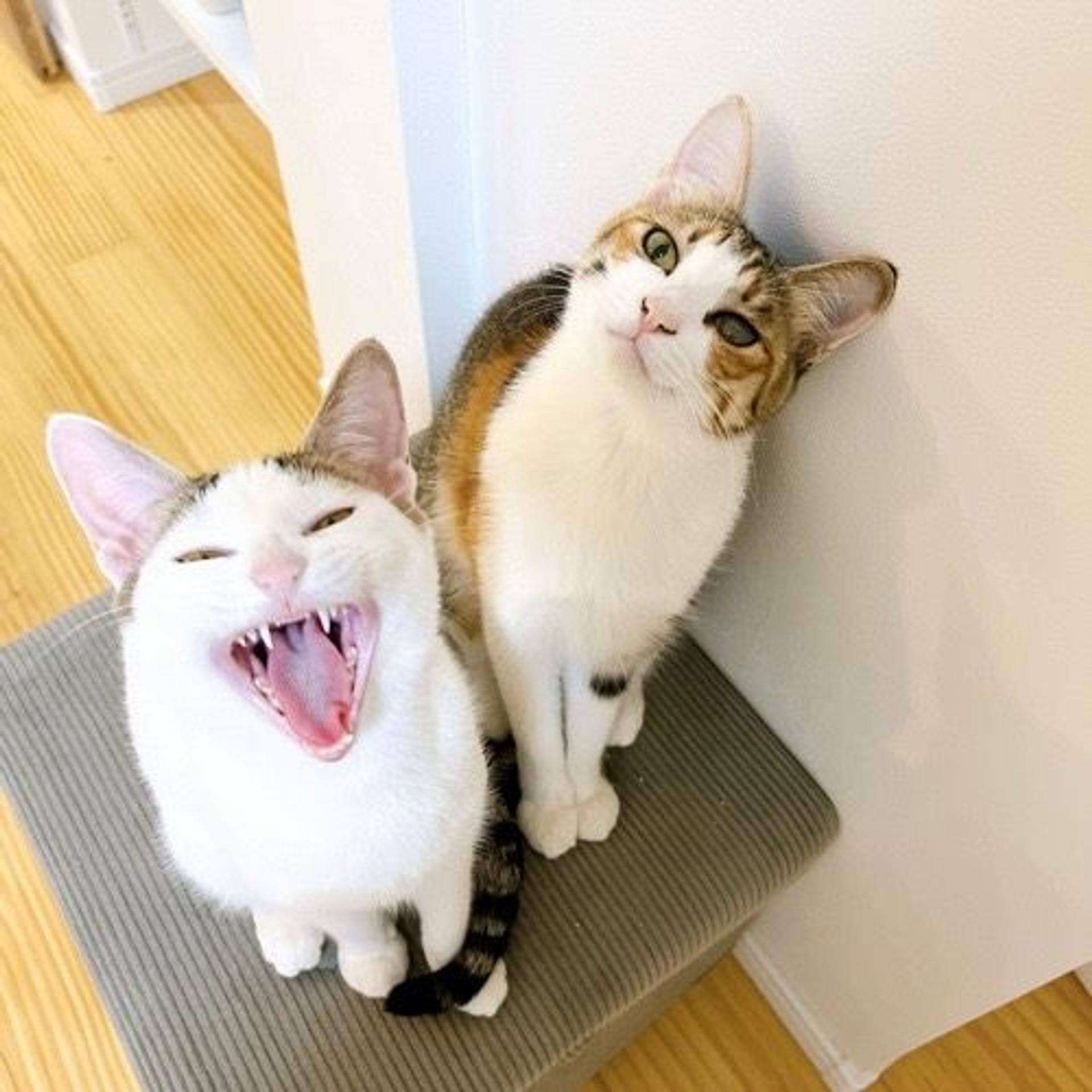 pet-image-6
