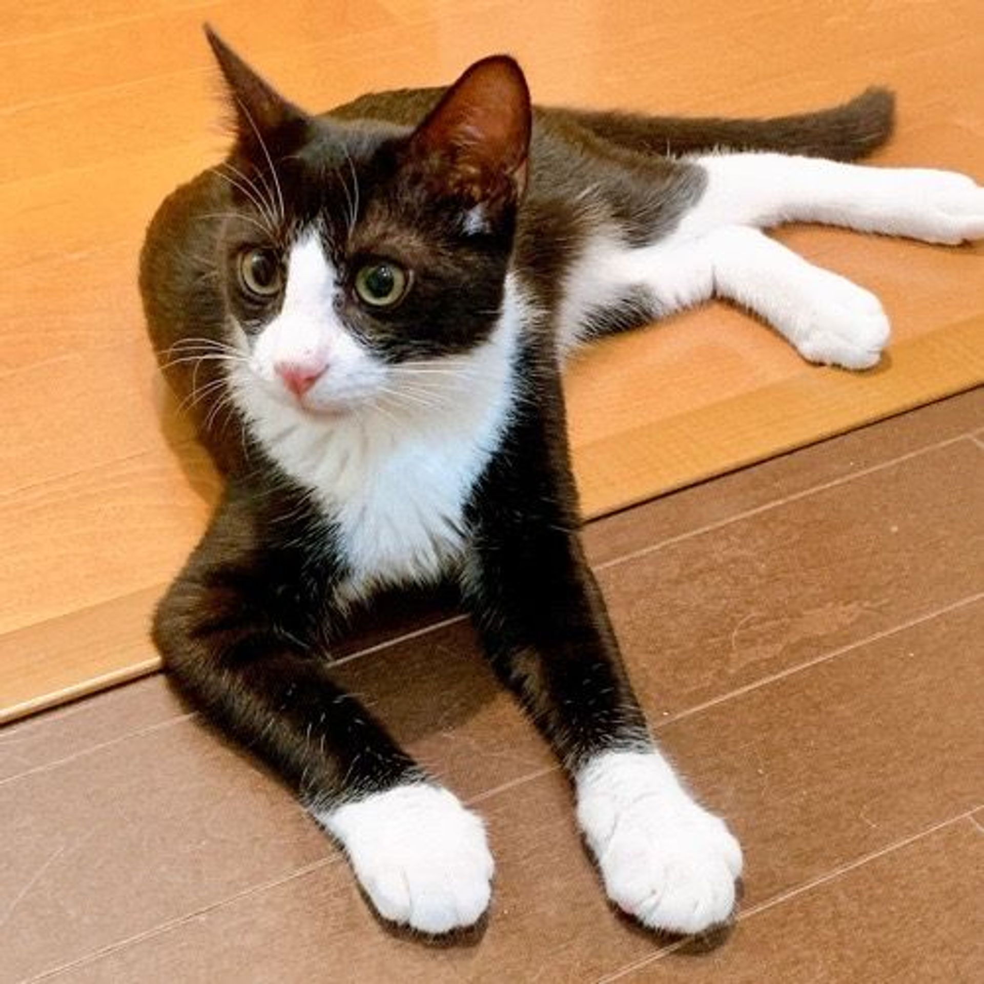 雑種（ミックス猫）・オスの里親募集の写真