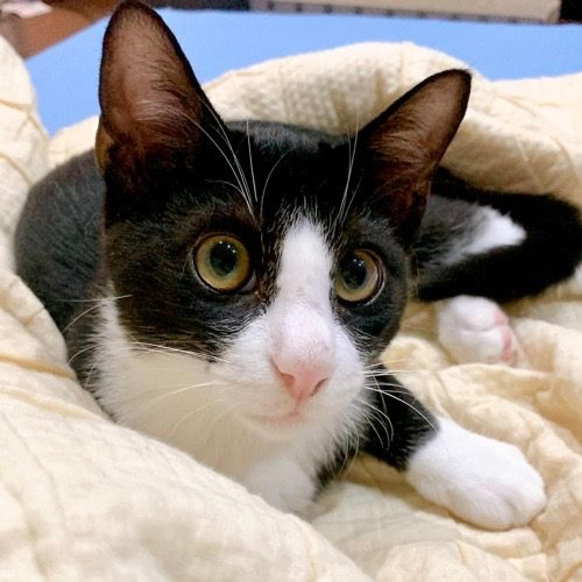 pet-image-2