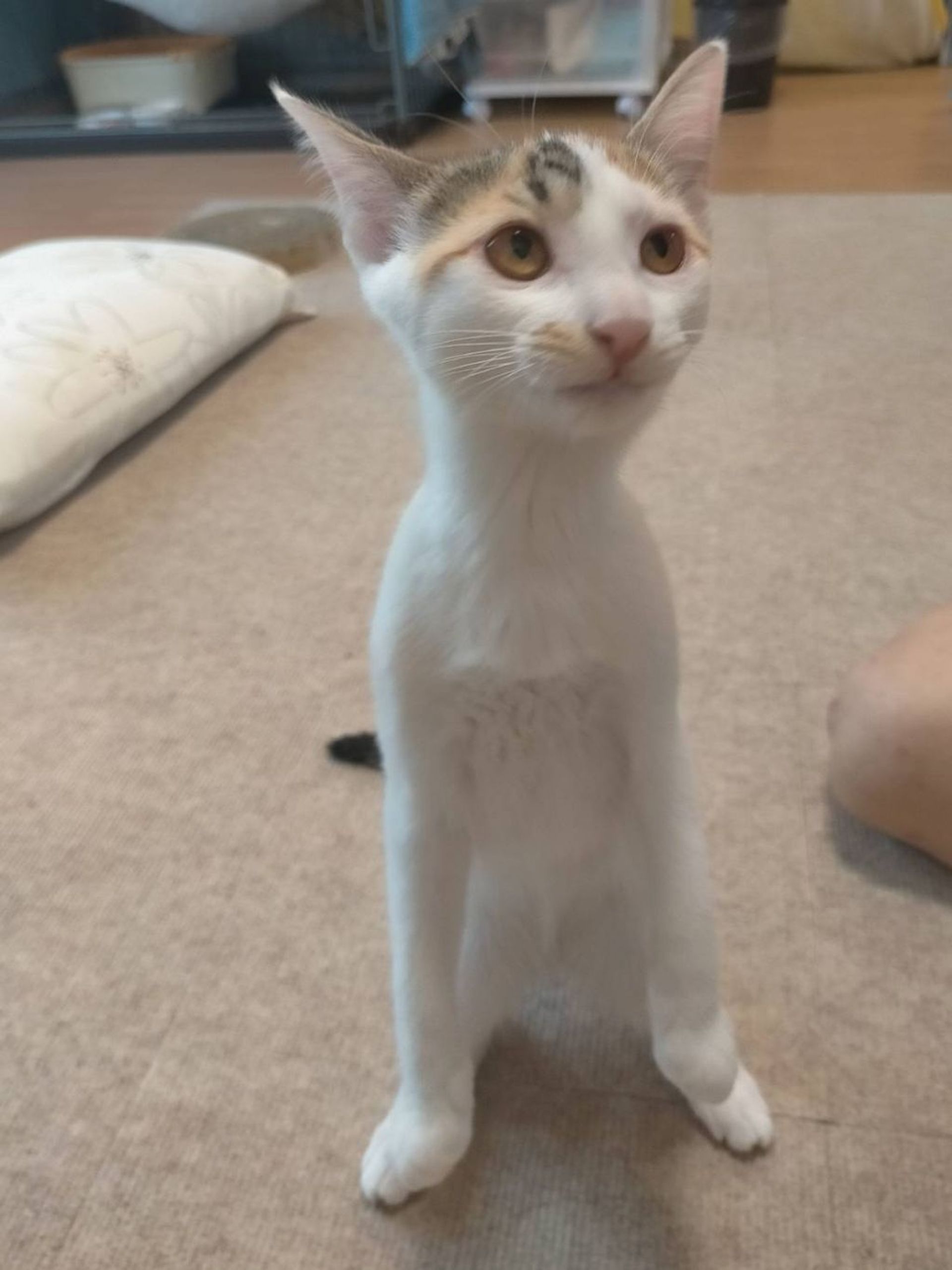 雑種（ミックス猫）・メスの里親募集の写真