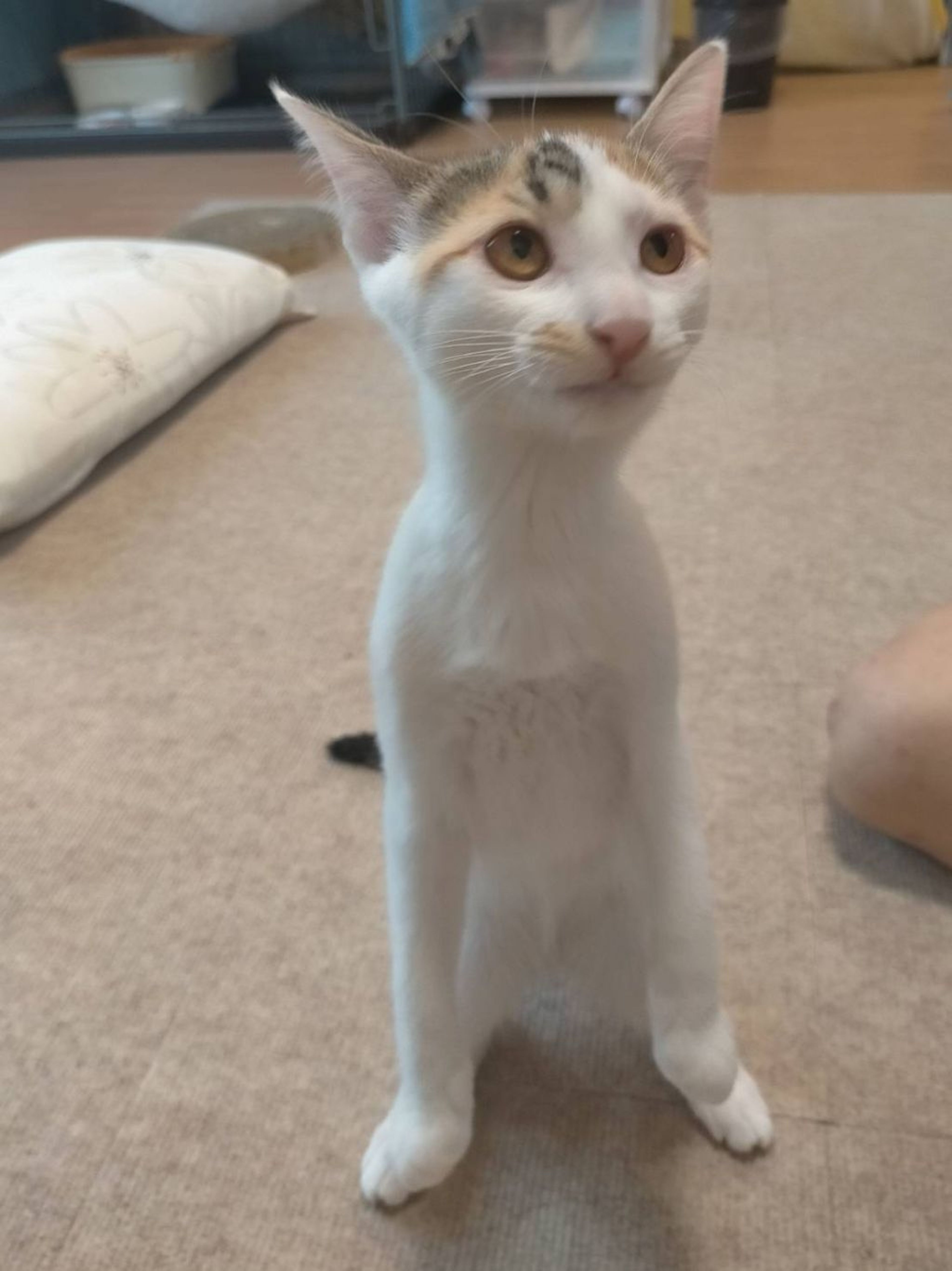 雑種（ミックス猫）・メスの里親募集の写真