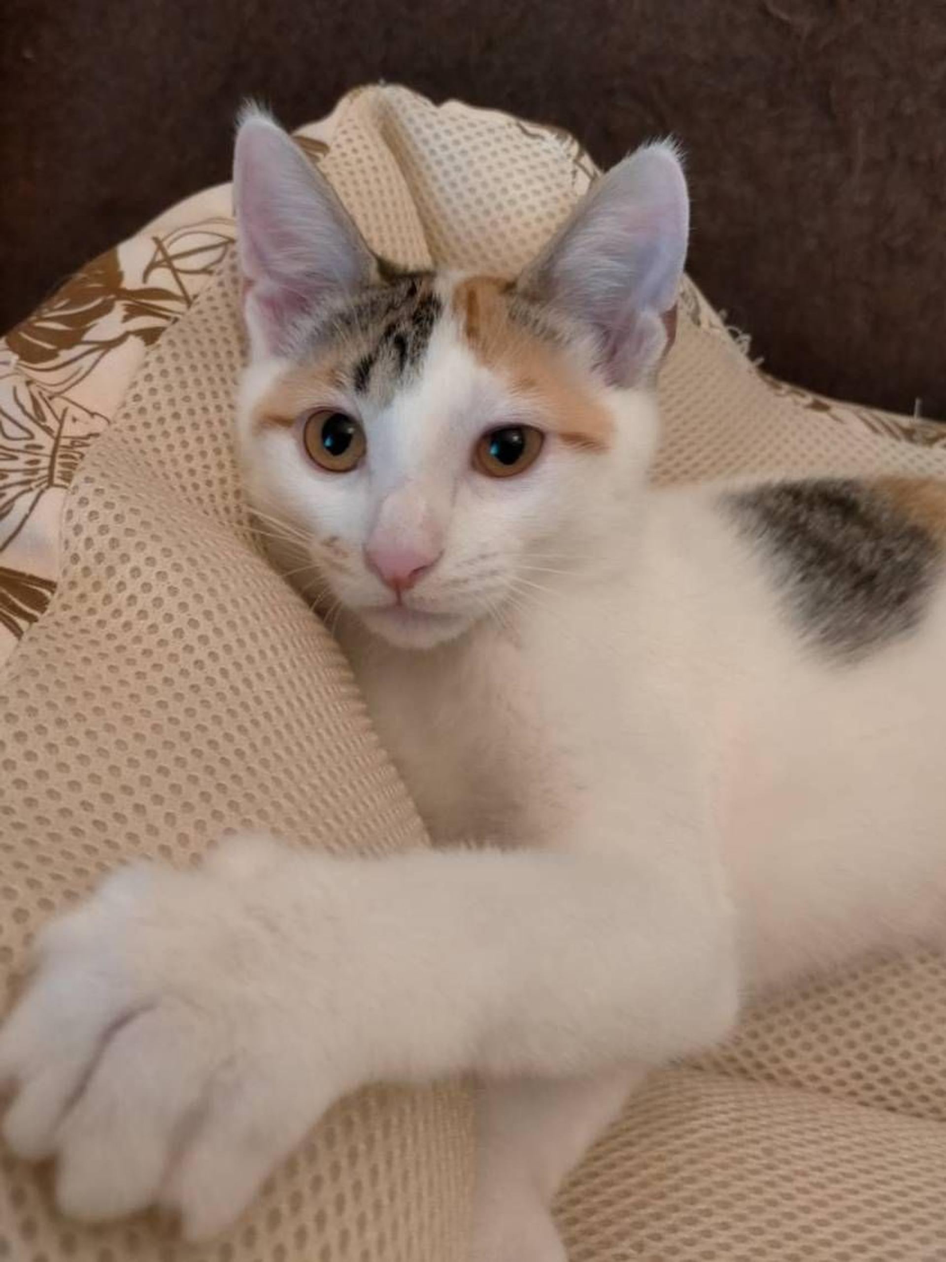 pet-image-4