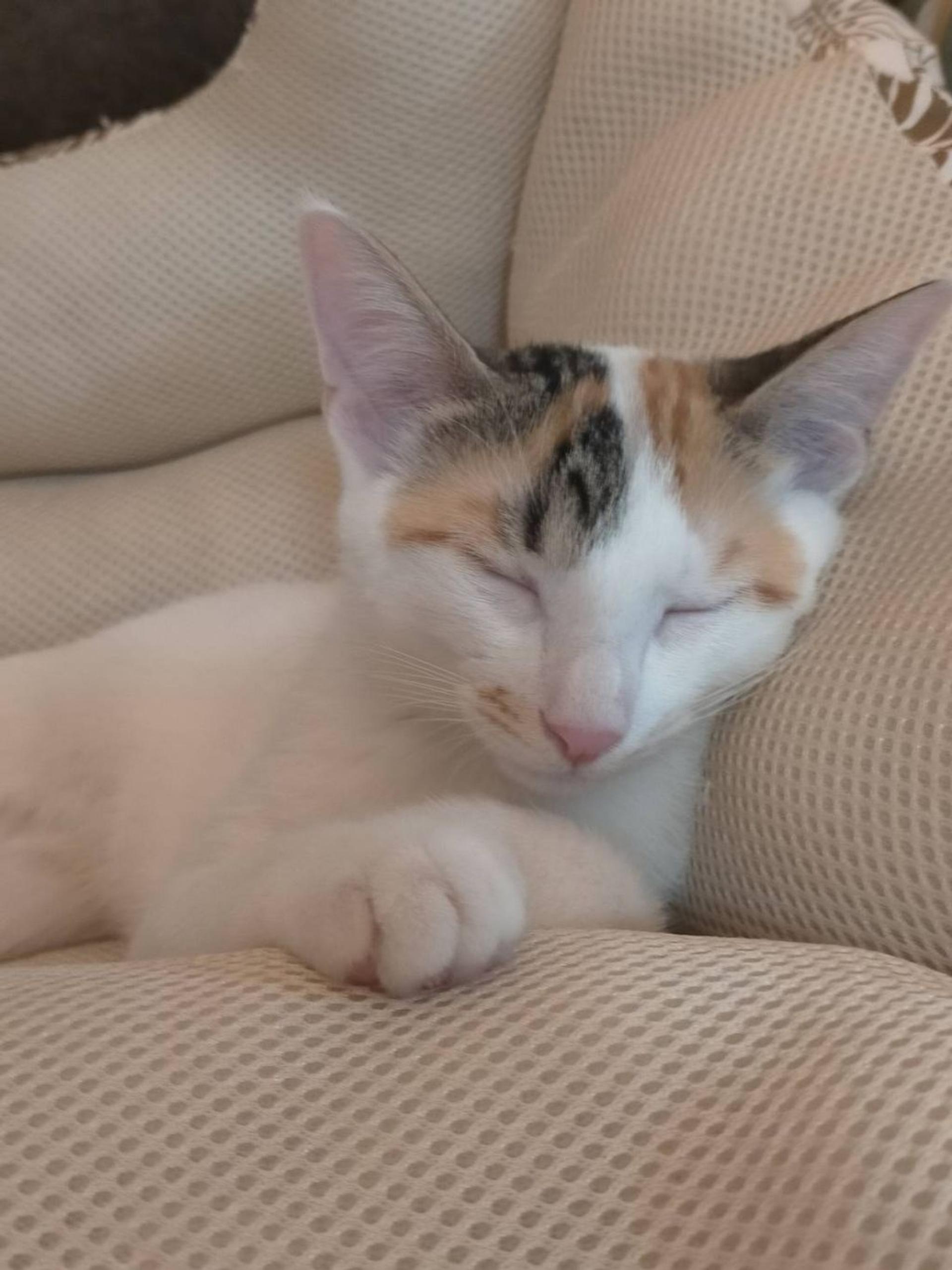 pet-image-5